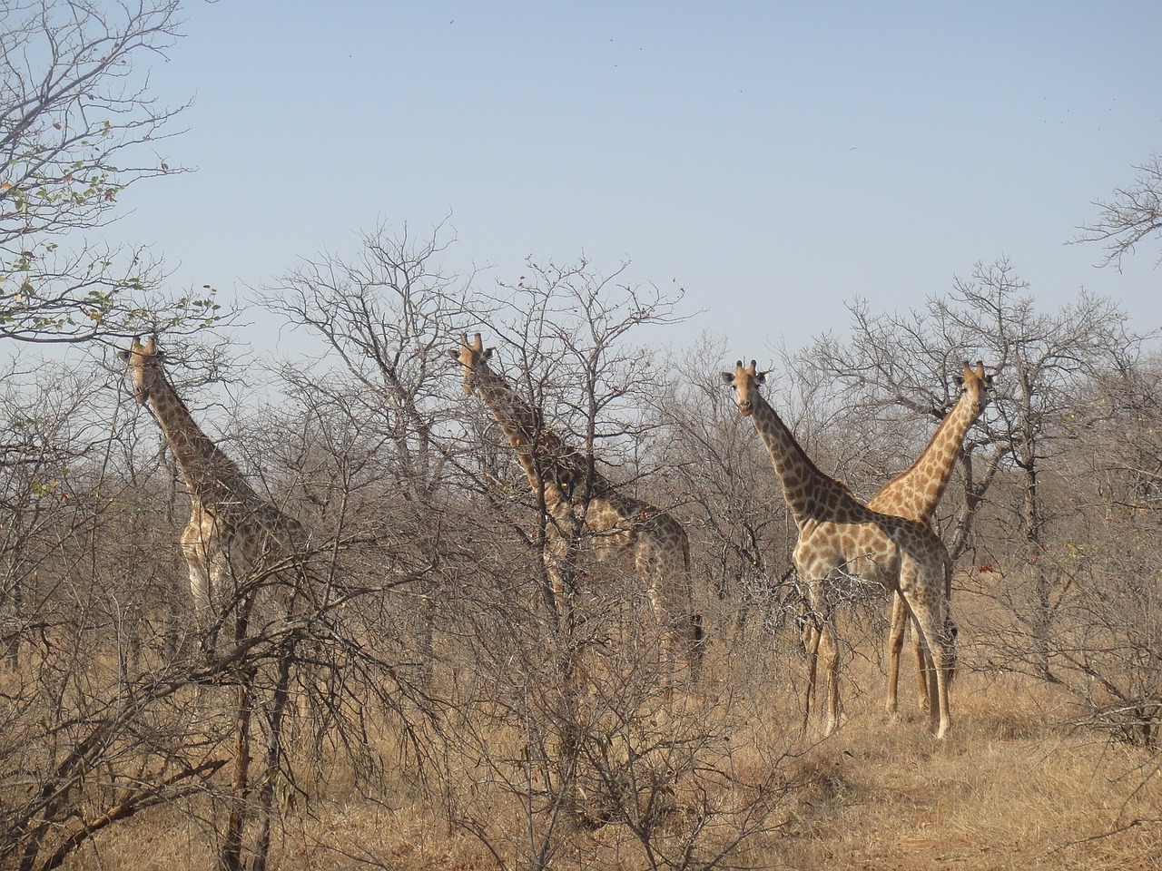Žirafos, Afrika, Nacionalinis Parkas, Safari, Dykuma, Pietų Afrika, Nemokamos Nuotraukos,  Nemokama Licenzija