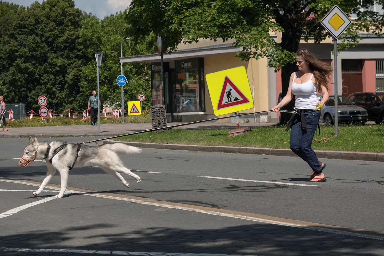 Mergina,  Šuo,  Paleisti,  Kelias, Nemokamos Nuotraukos,  Nemokama Licenzija