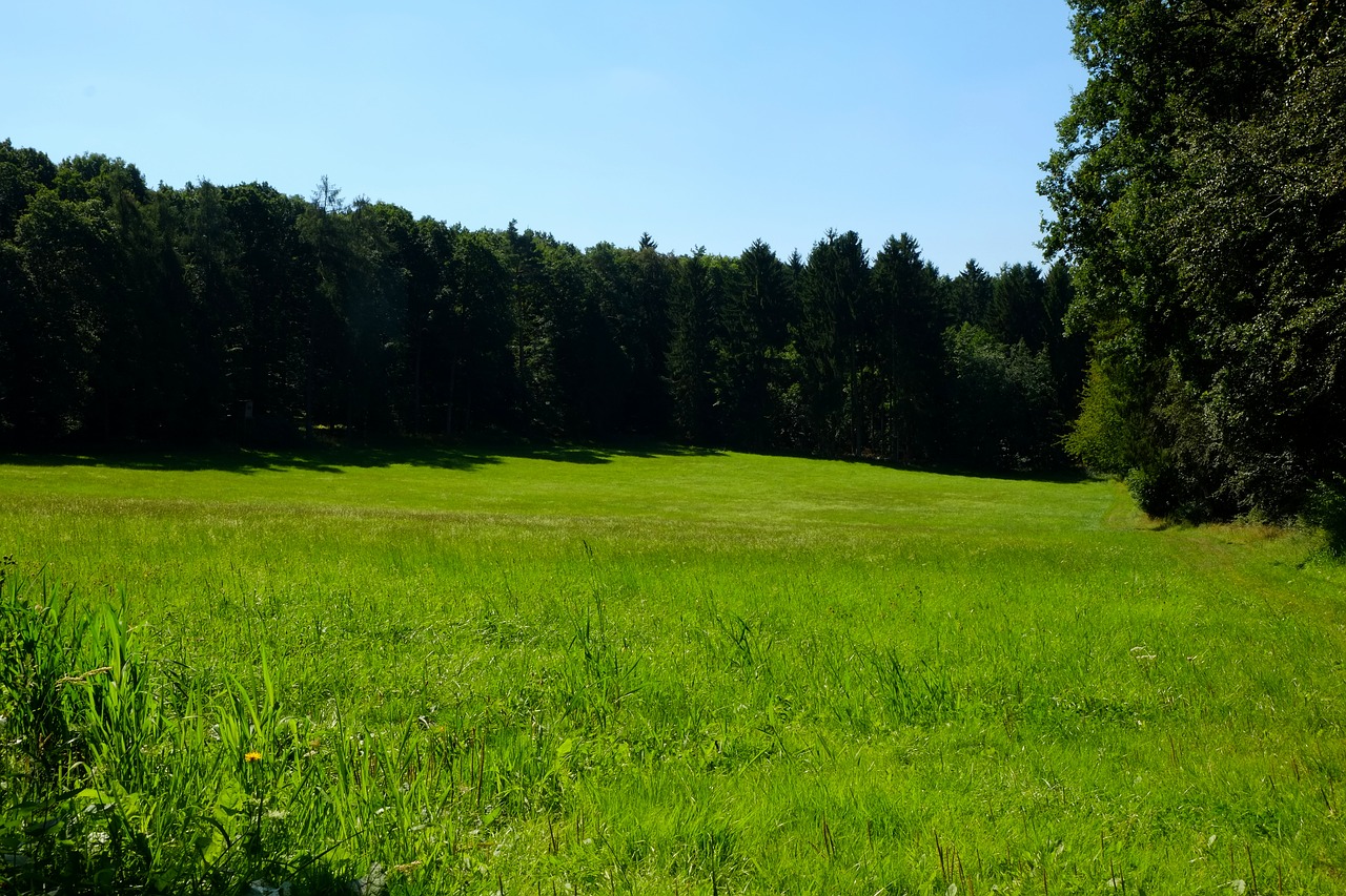 Laistymas, Pieva, Gamta, Miškas, Vasara, Kraštovaizdis, Žygiai, Žalias, Žolė, Miško Pakraštis