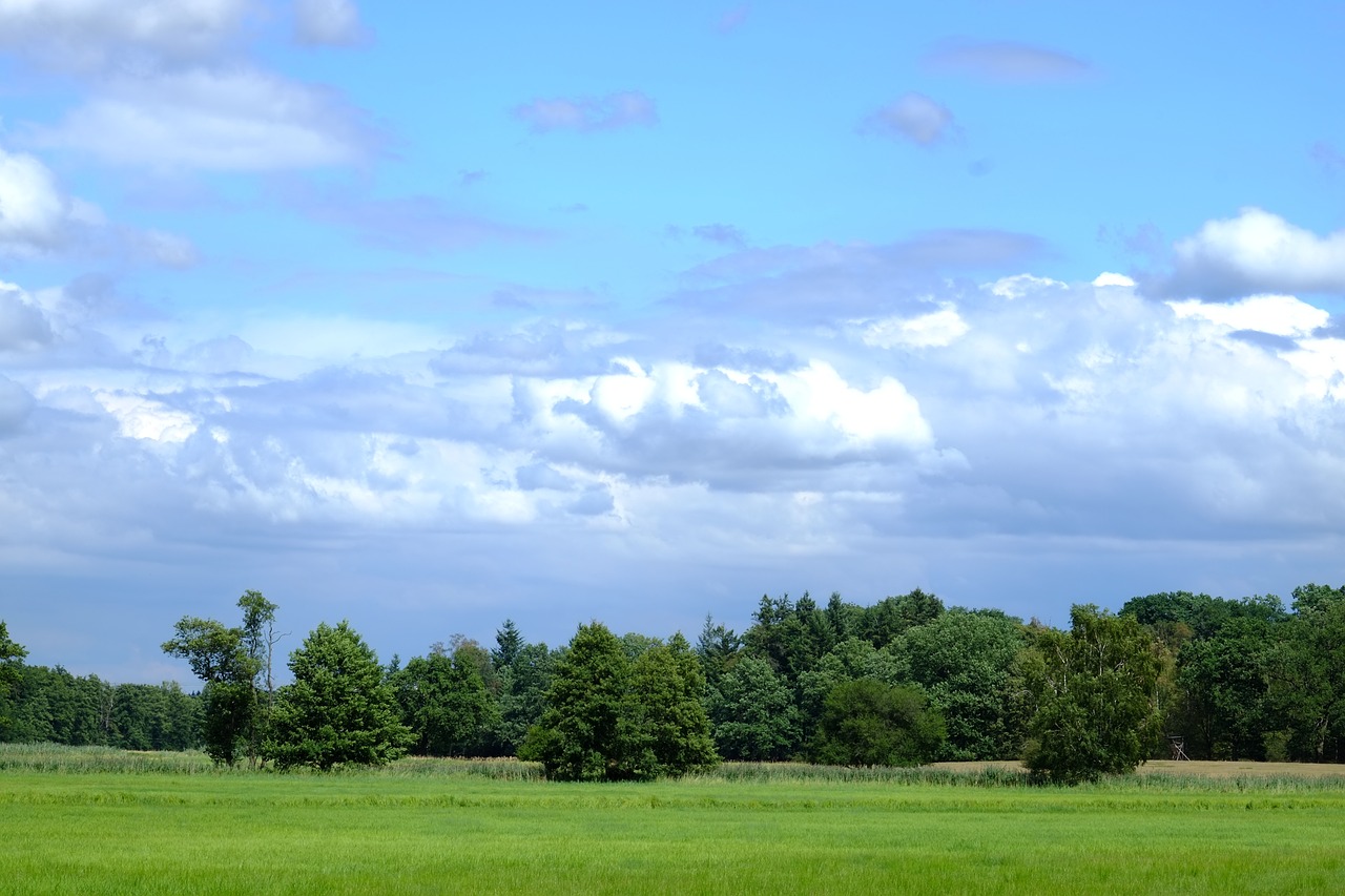 Laistymas, Žalias, Miškas, Gamta, Kraštovaizdis, Žolė, Atmosfera, Žemė, Medžiai, Nuotaika