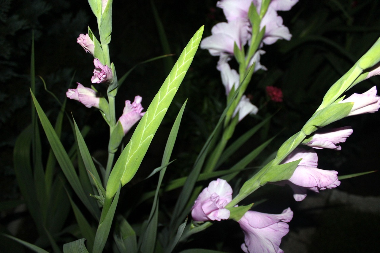 Gladiola, Gladiolas, Gėlė, Augalas, Sodas, Sodo Augalas, Žydinčių Augalų, Gamta, Nemokamos Nuotraukos,  Nemokama Licenzija