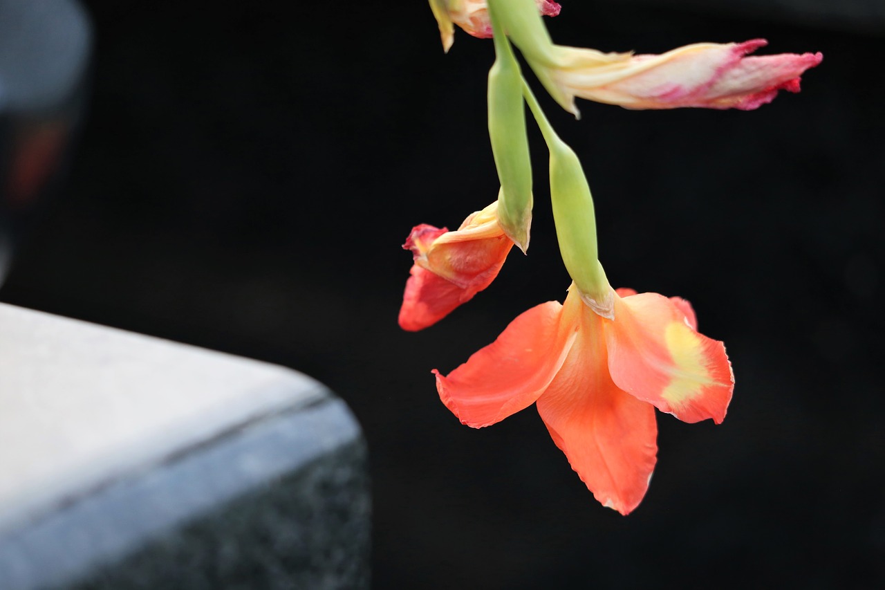 Gladiola,  Kardelis Hybridum,  Vakare,  Juodo Marmuro,  Spalvinga,  Gėlė,  Lauko, Nemokamos Nuotraukos,  Nemokama Licenzija