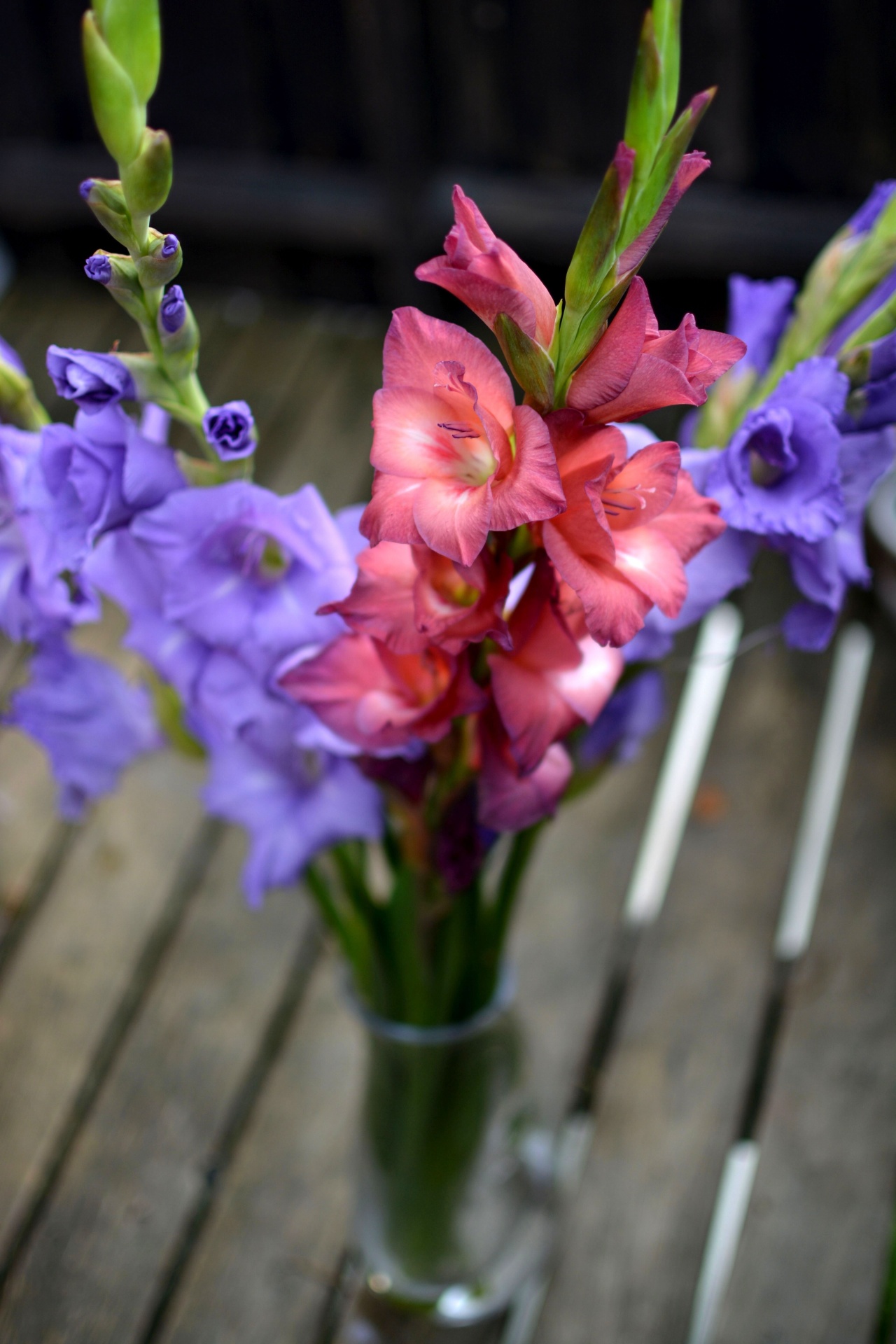 Gladiola,  Gladioliai,  Gėlės,  Spalvos,  Spalvinga,  Gamta,  Apdaila,  Gėlių,  Augalas,  Žiedas