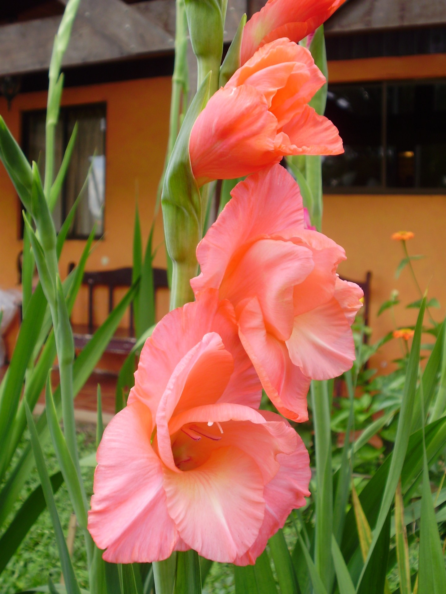 Gladiolas,  Gėlė,  Šviesus,  Spalva,  Rožinis,  Sodas,  Gladiola, Nemokamos Nuotraukos,  Nemokama Licenzija