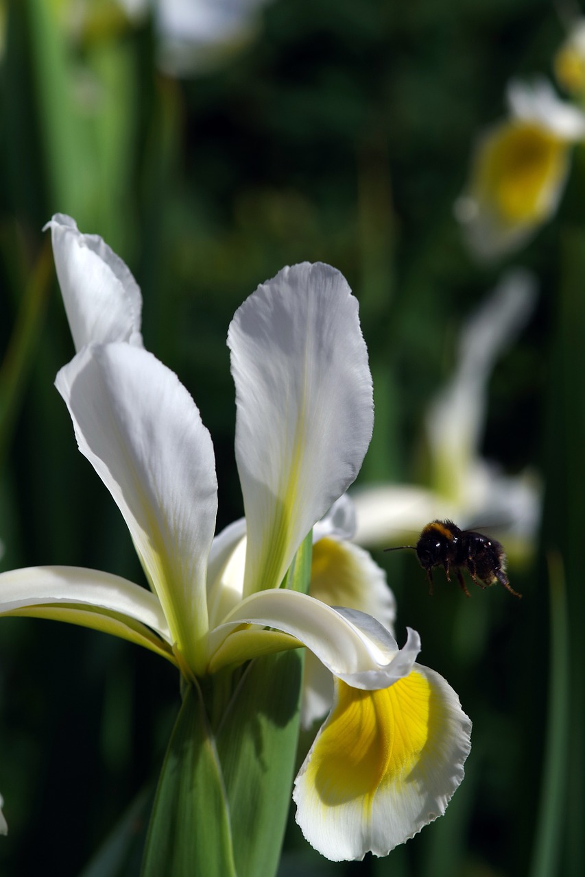 Iris,  Bičių,  Gėlė,  Balta,  Sodas,  Lauke,  Kamanė,  Vabzdys,  Gamta,  Žiedadulkes