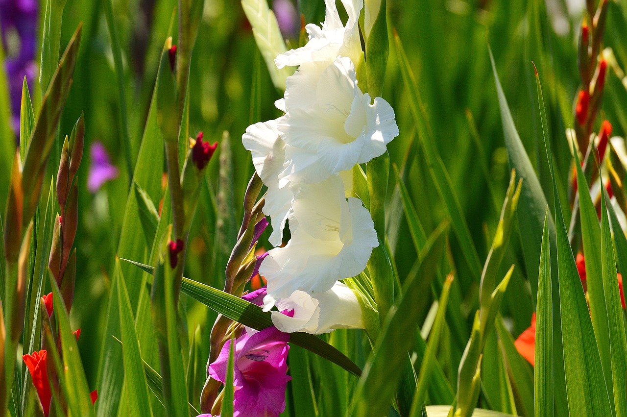 Gladiolas, Balta, Vasara, Įvairios Spalvos, Gamta, Gėlės, Augti, Žiedas, Žydėti, Augalas