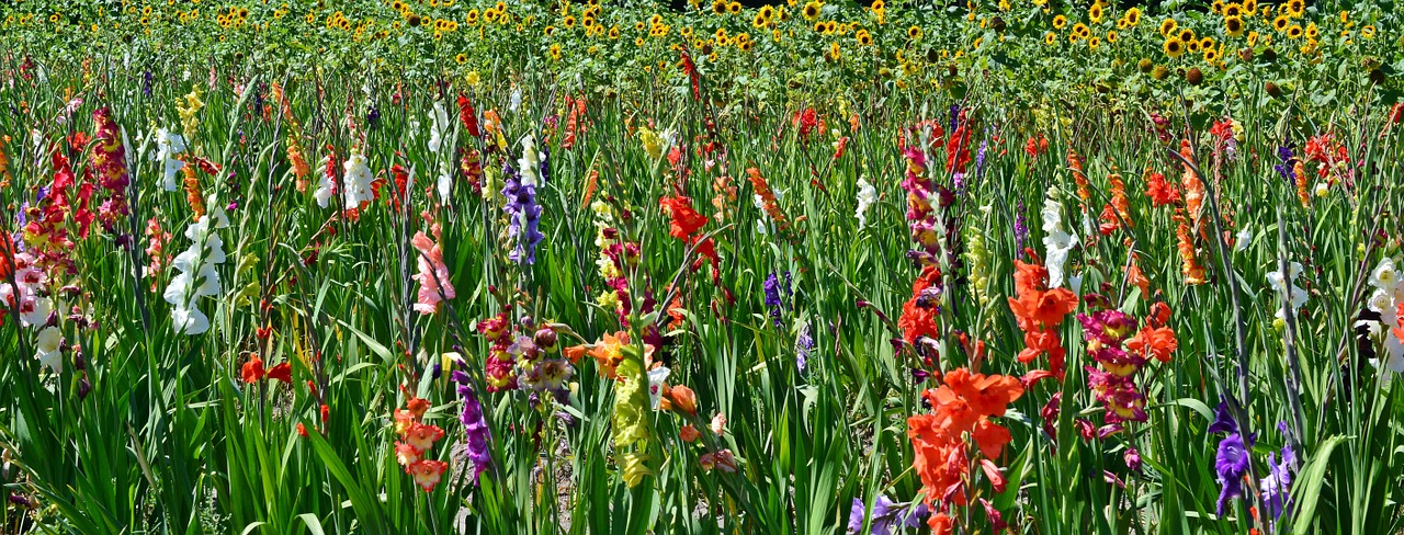 Gladiolas, Gėlės, Saulėgrąžos, Žiedas, Žydėti, Gamta, Augalas, Gražus, Fonas, Nemokamos Nuotraukos