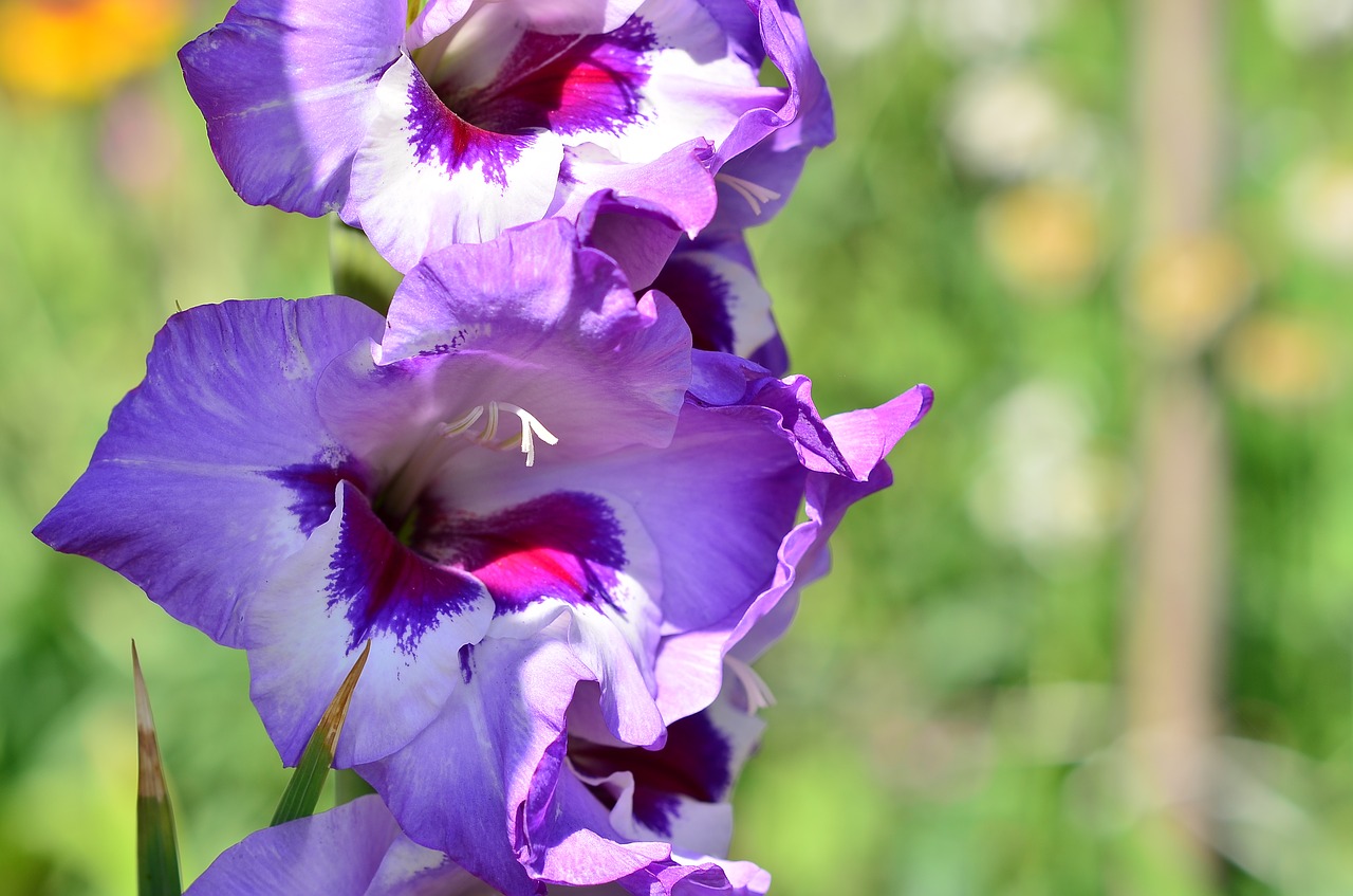 Gladiolas, Mėlynas, Dacha, Gėlė, Gamta, Nemokamos Nuotraukos,  Nemokama Licenzija