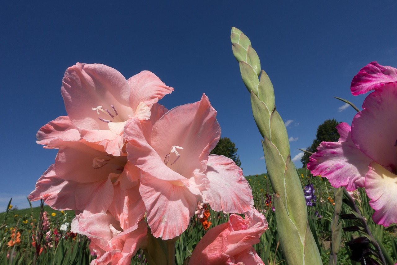 Gladiolas, Kardas Gėlė, Schwertliliengewaechs, Rožinis, Švelnus, Žalias, Mėlynas, Žydėti, Gamta, Flora