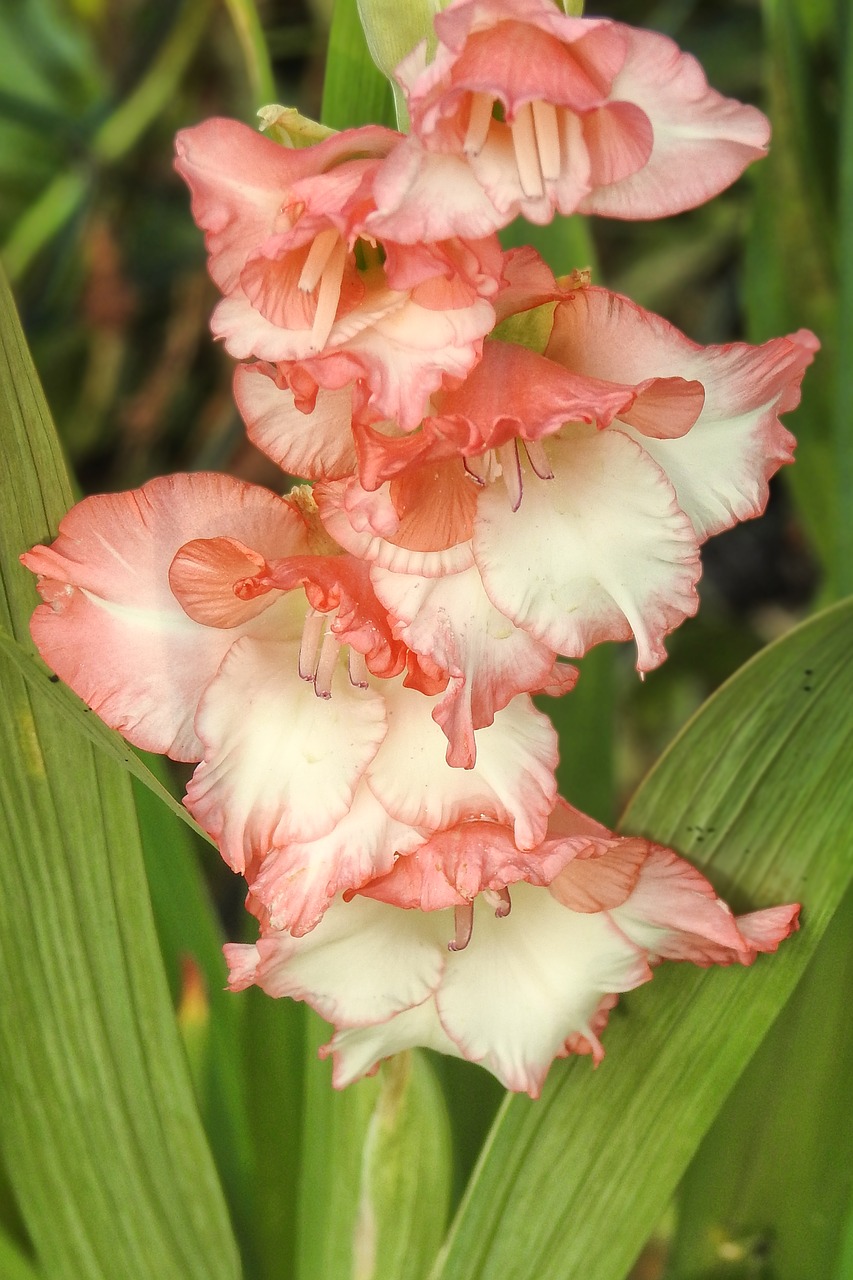 Gladiolas, Gėlės, Žydėti, Vasara, Šviesus, Nemokamos Nuotraukos,  Nemokama Licenzija