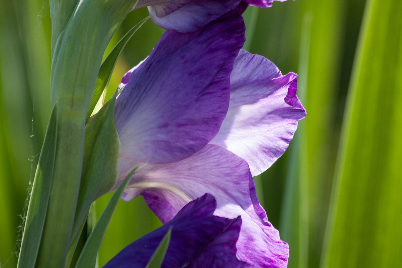 Gladiolas, Kardas Gėlė, Iridaceae, Violetinė, Balta, Žalias, Žydėti, Gamta, Flora, Vasara