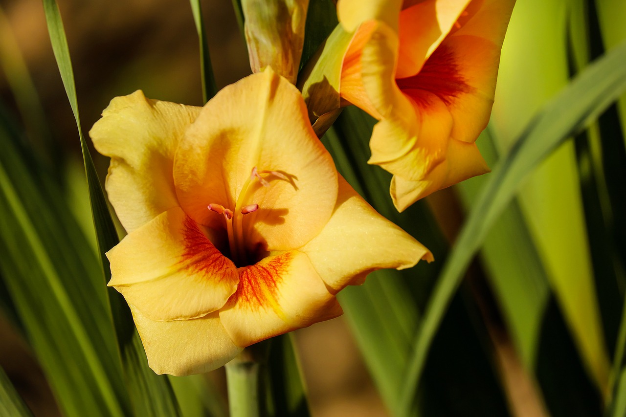 Gladiolas, Gėlė, Žiedas, Žydėti, Gėlės, Vakaro Saulė, Ruduo, Gamta, Nemokamos Nuotraukos,  Nemokama Licenzija