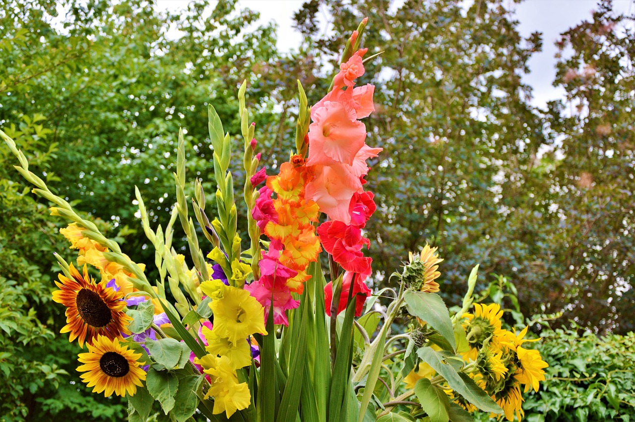 Gladiolas, Gladidus, Drugelis Šiltnamyje, Kardas Gėlė, Gėlių Puokštė, Žiedas, Žydėti, Gėlė, Augalas, Gamta