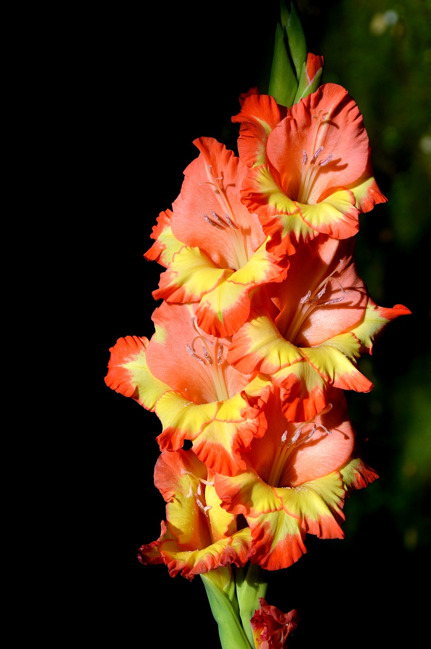 Gladiolas, Gladidus, Drugelis Šiltnamyje, Kardas Gėlė, Žiedas, Žydėti, Gėlė, Augalas, Gamta, Nemokamos Nuotraukos