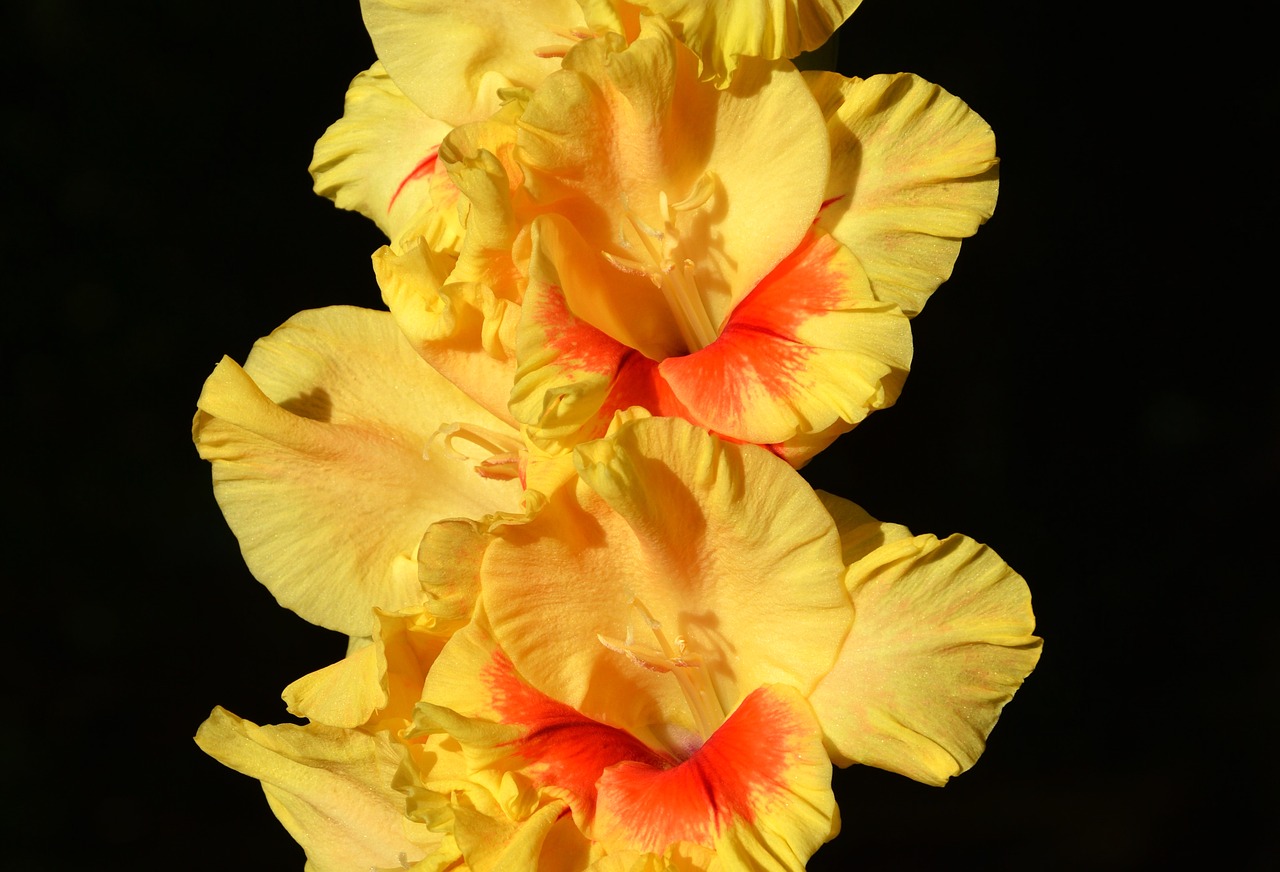 Gladiolas, Gladidus, Drugelis Šiltnamyje, Kardas Gėlė, Žiedas, Žydėti, Gėlė, Augalas, Gamta, Nemokamos Nuotraukos