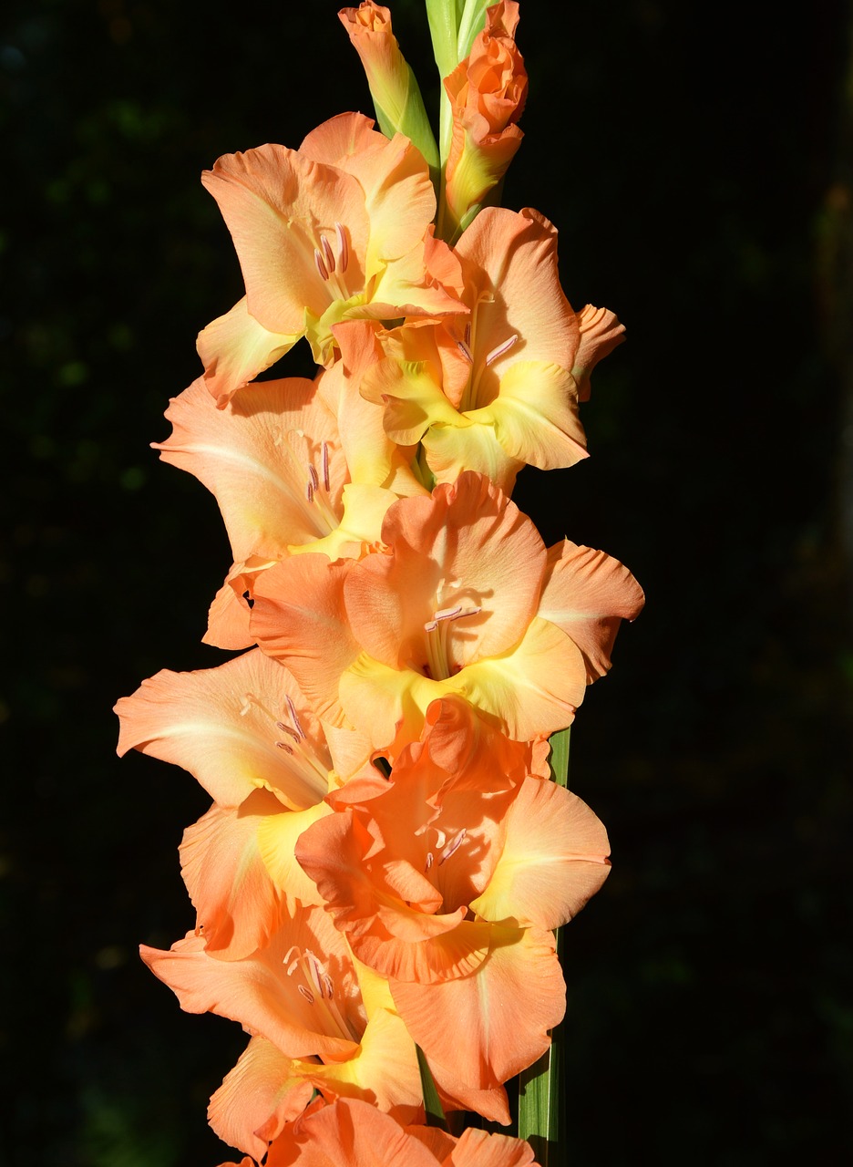 Gladiolas, Gladidus, Drugelis Šiltnamyje, Kardas Gėlė, Žiedas, Žydėti, Gėlė, Augalas, Gamta, Nemokamos Nuotraukos