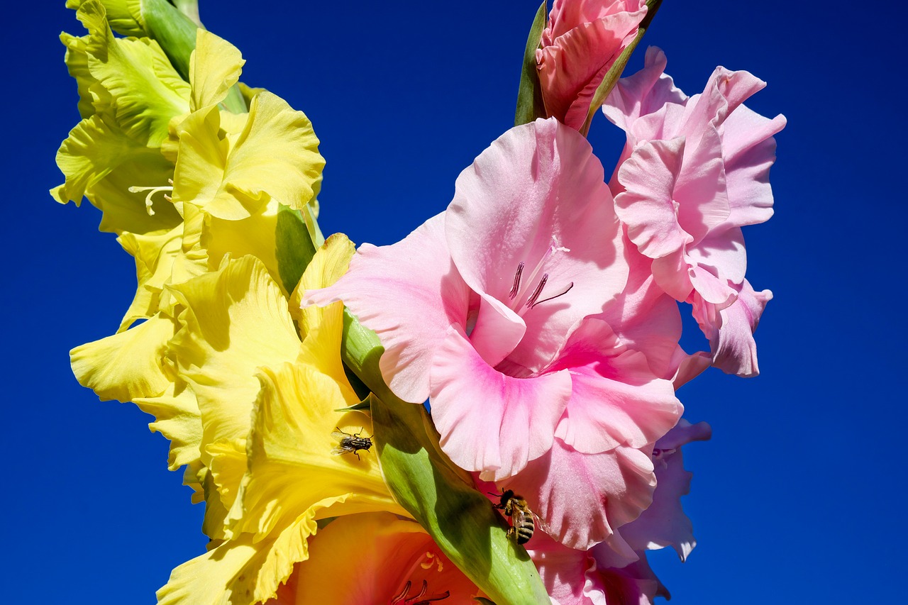 Gladiolas, Gėlės, Žydėti, Geltona, Rožinis, Gėlių Sritis, Šviesus, Spalvinga, Flora, Gražus