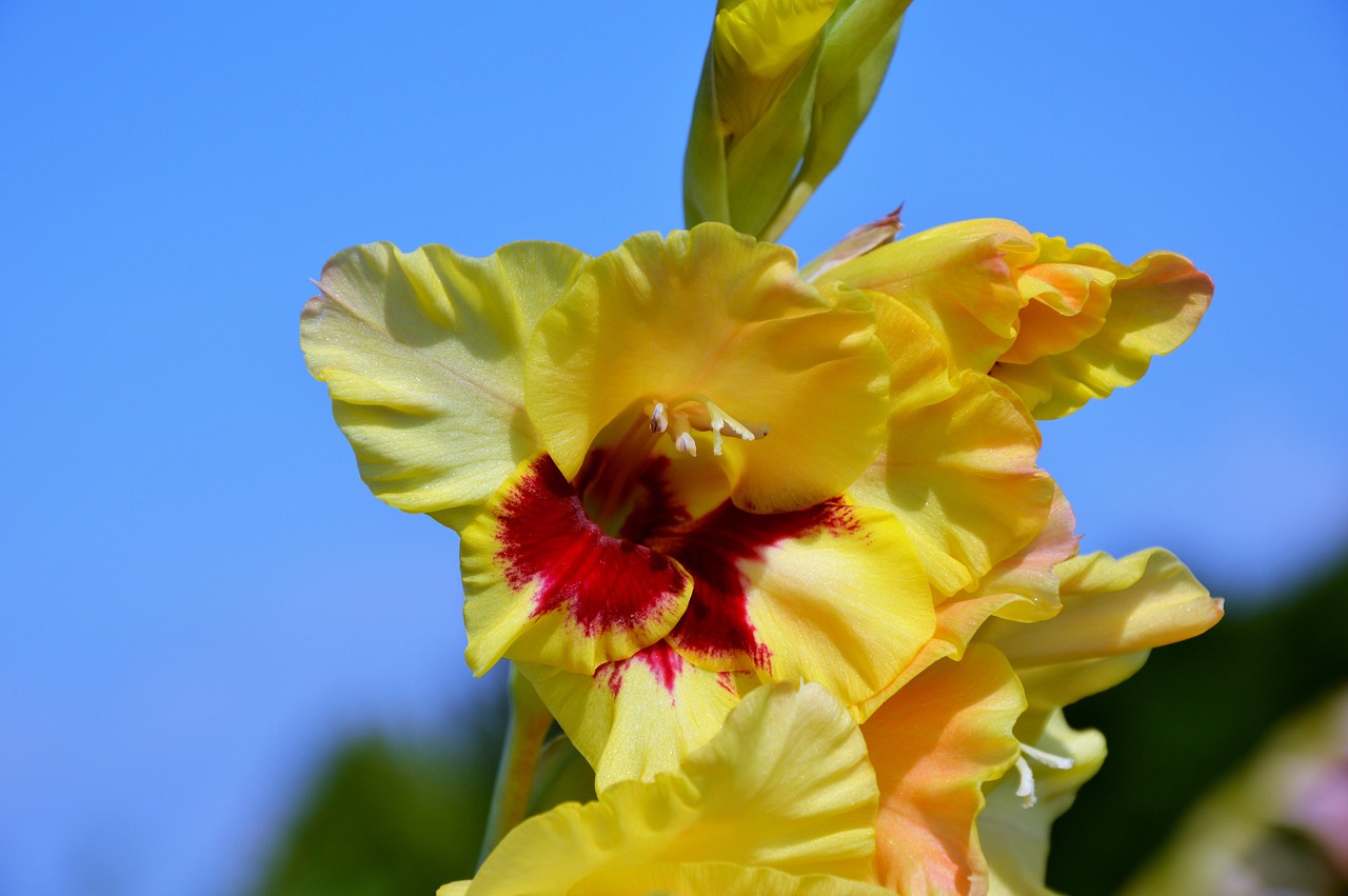 Gladiolas, Gladidus, Drugelis Šiltnamyje, Kardas Gėlė, Žiedas, Žydėti, Gėlė, Augalas, Gamta, Nemokamos Nuotraukos