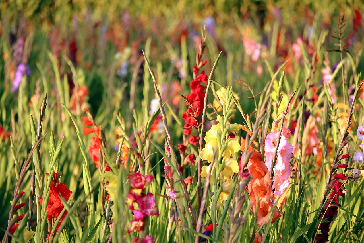 Gladiolas, Auksinė Valanda, Gladiolio Laukas, Spalvinga, Augalas, Gamta, Vasara, Spalva, Spalvingos Gėlės, Vasaros Gėlės