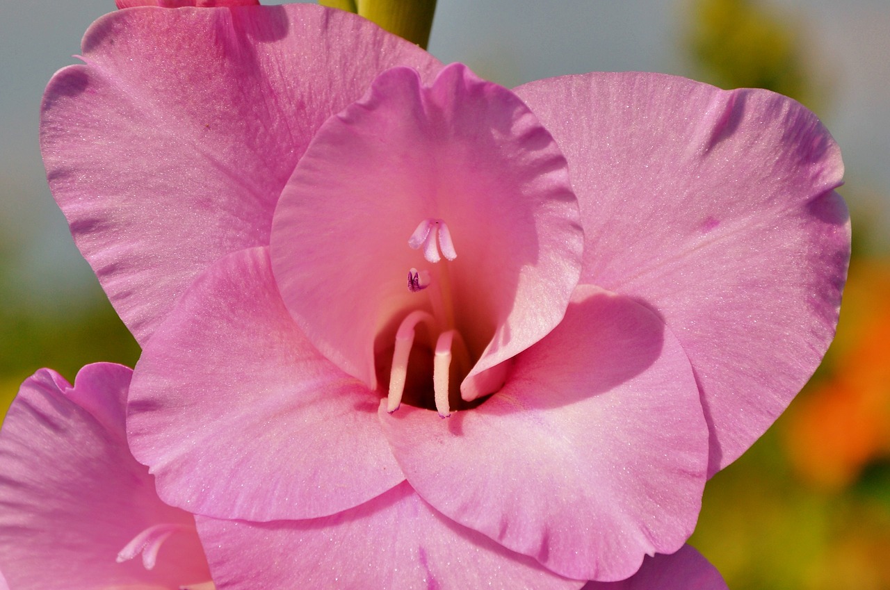 Gladiolas, Gladidus, Drugelis Šiltnamyje, Kardas Gėlė, Žiedas, Žydėti, Gėlė, Augalas, Gamta, Nemokamos Nuotraukos