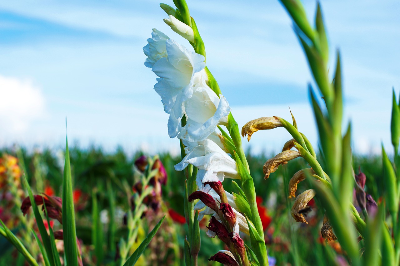 Gladiolas, Gėlės, Vasaros Gėlė, Nemokamos Nuotraukos,  Nemokama Licenzija