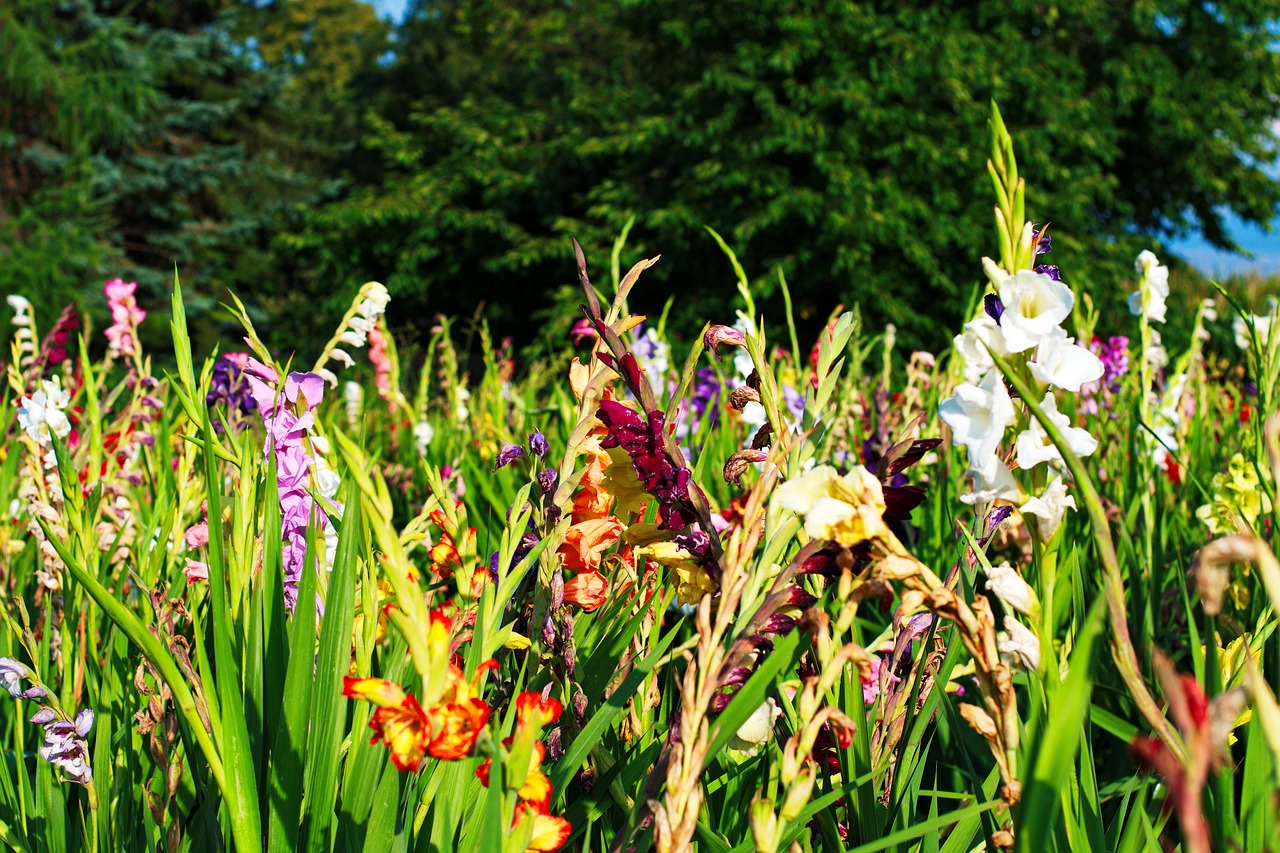 Gladiolas, Gėlės, Gėlių Sritis, Nemokamos Nuotraukos,  Nemokama Licenzija