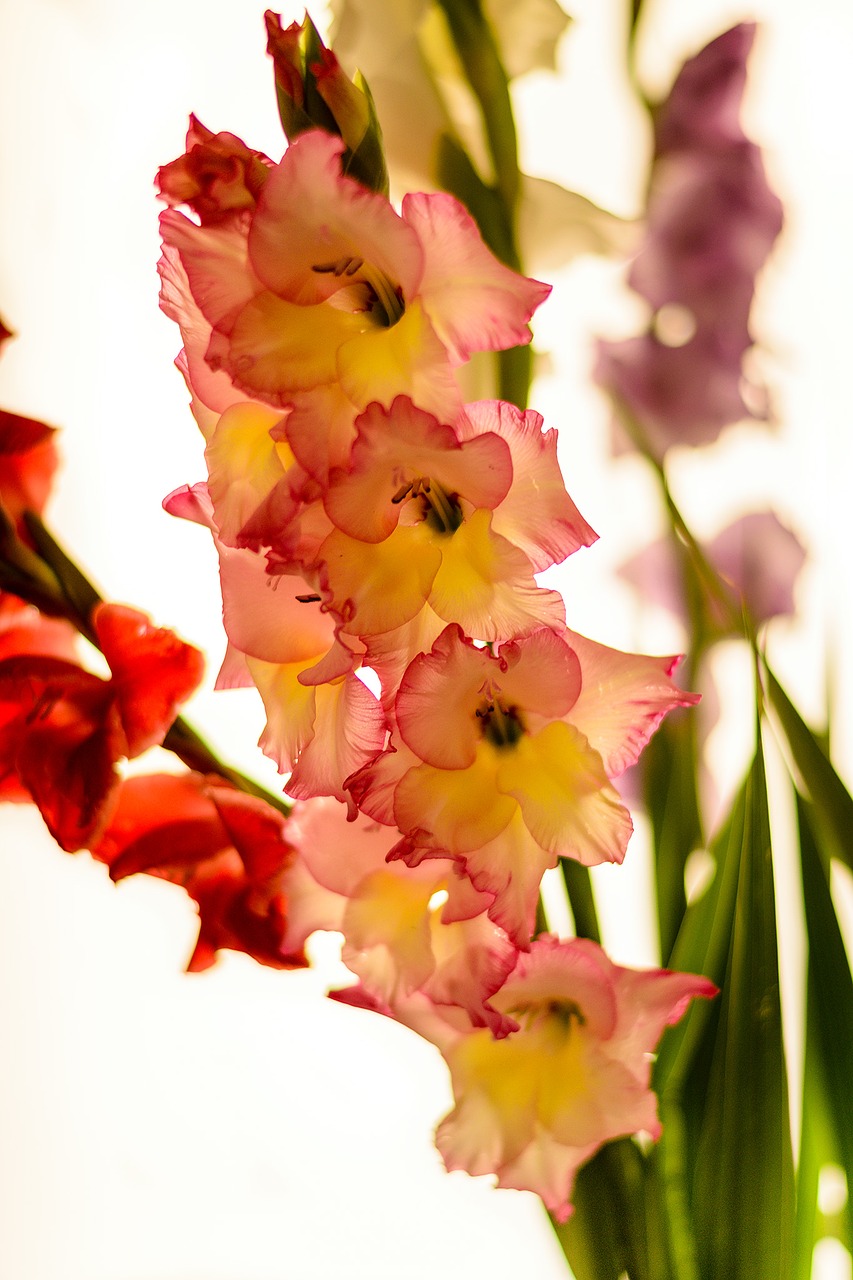 Gladiolas, Gėlės, Išimtis, Nemokamos Nuotraukos,  Nemokama Licenzija