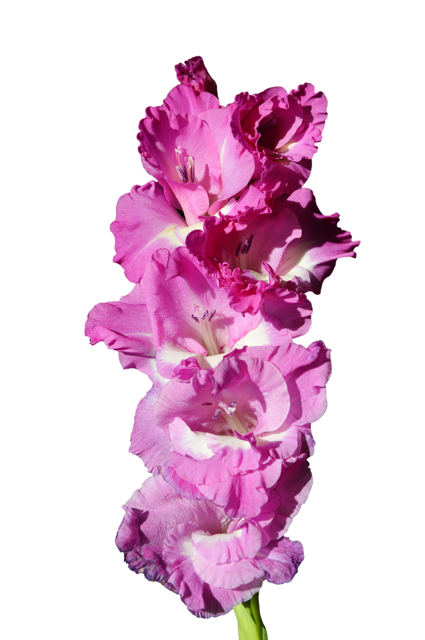 Gladiolas, Gladidus, Drugelis Šiltnamyje, Kardas Gėlė, Žiedas, Žydėti, Gėlė, Augalas, Gamta, Izoliuotas