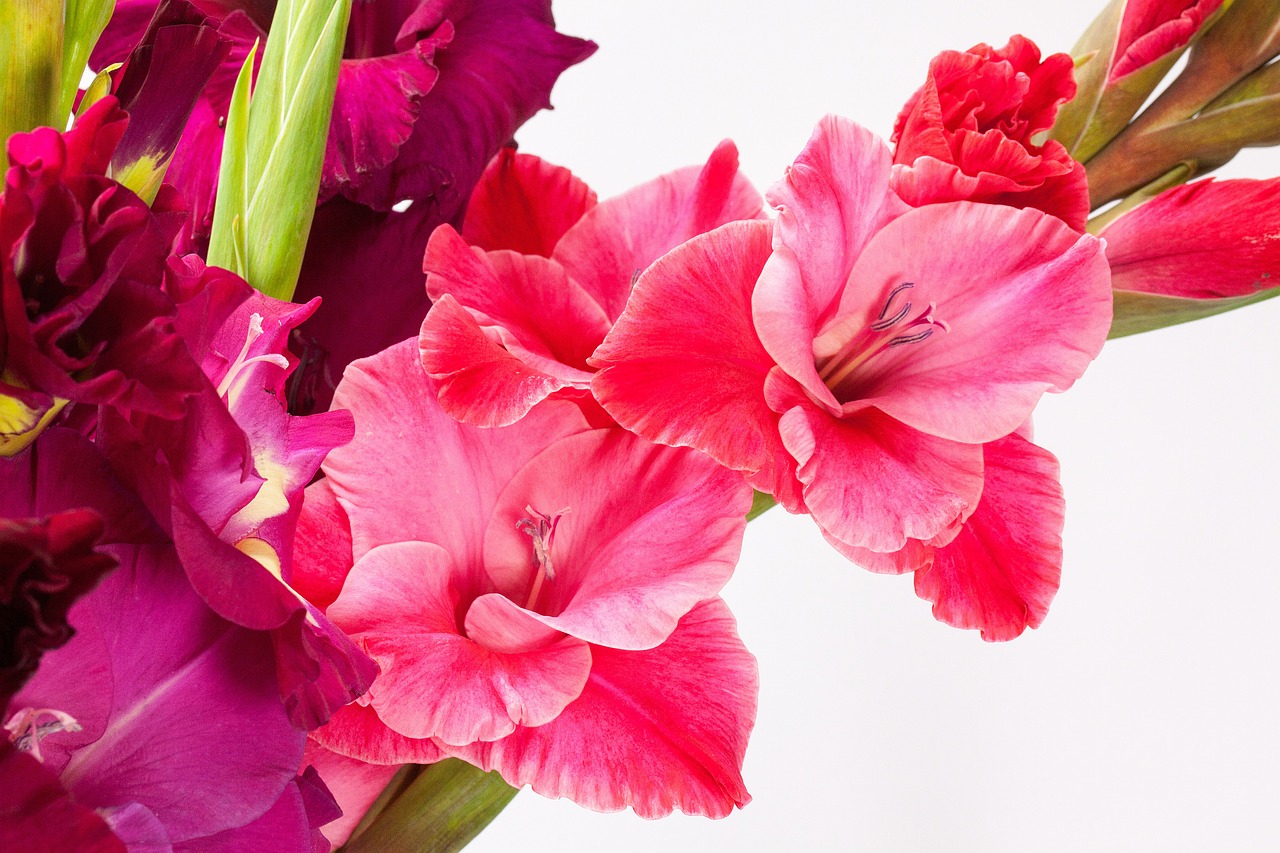 Gladiolas, Kardas Gėlė, Iridaceae, Rožinis, Violetinė, Žalias, Žydėti, Gamta, Flora, Vasara