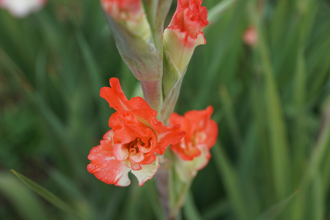 Gladiolas, Gėlės, Rožinis, Žalias, Raudona, Parkas, Ganykla, Miškas, Pavasaris, Kvepalai