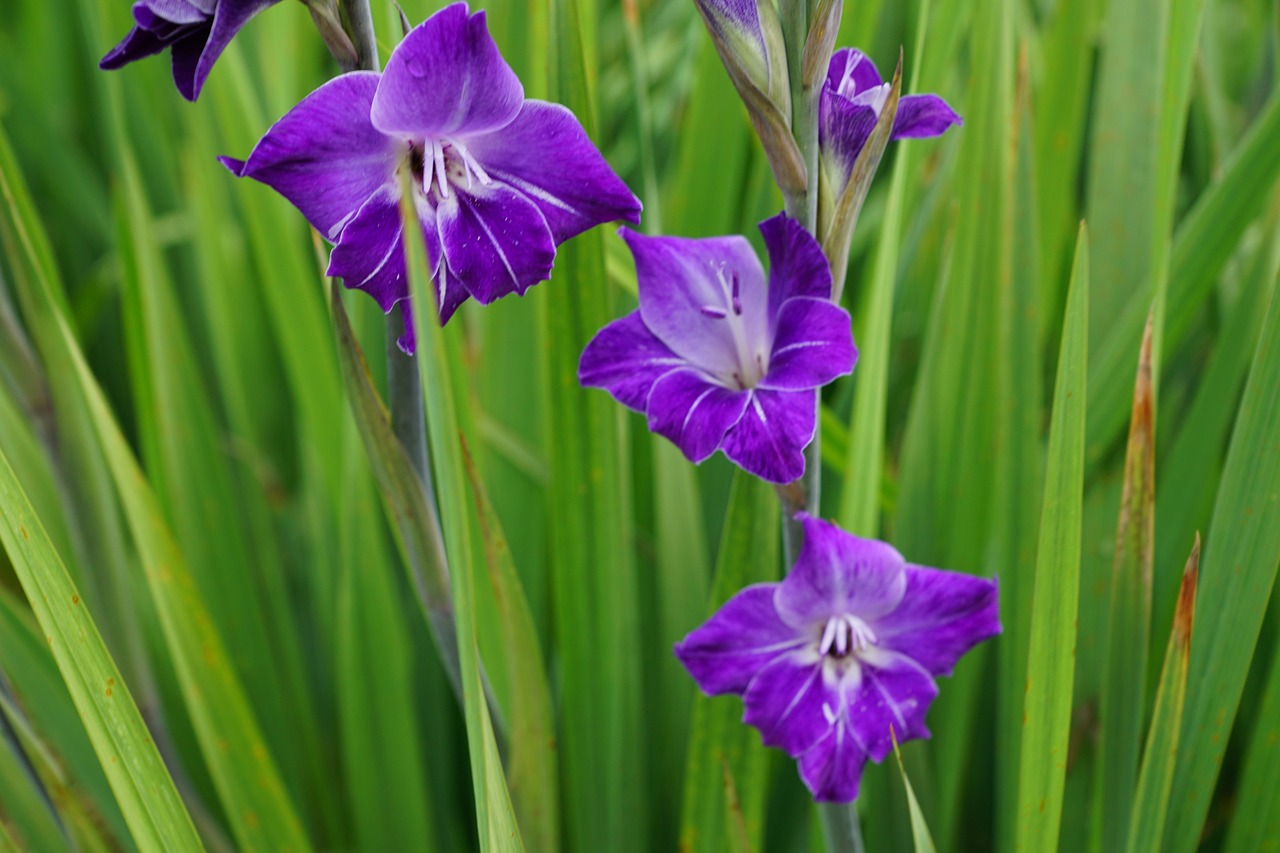 Gladiolas, Gėlės, Violetinė, Parkas, Ganykla, Žolė, Žalias, Plunksna, Vasara, Ruduo