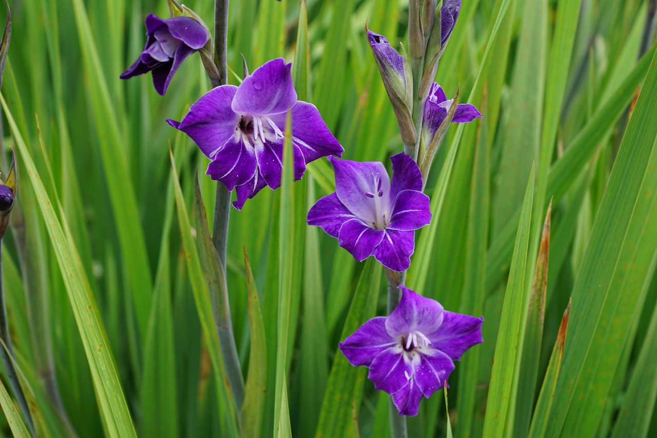 Gladiolas, Violetinė, Mėlynas, Gėlė, Žolė, Žalias, Gamta, Pavasaris, Kvepalai, Aromatas