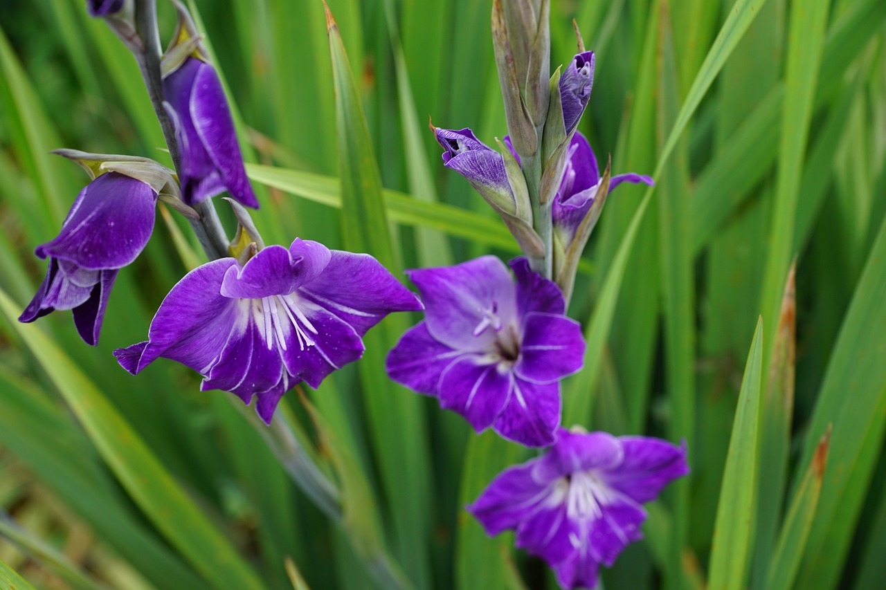 Gladiolas, Gėlės, Rožinis, Žalias, Parkas, Violetinė, Violetinė, Ganykla, Žolė, Iris