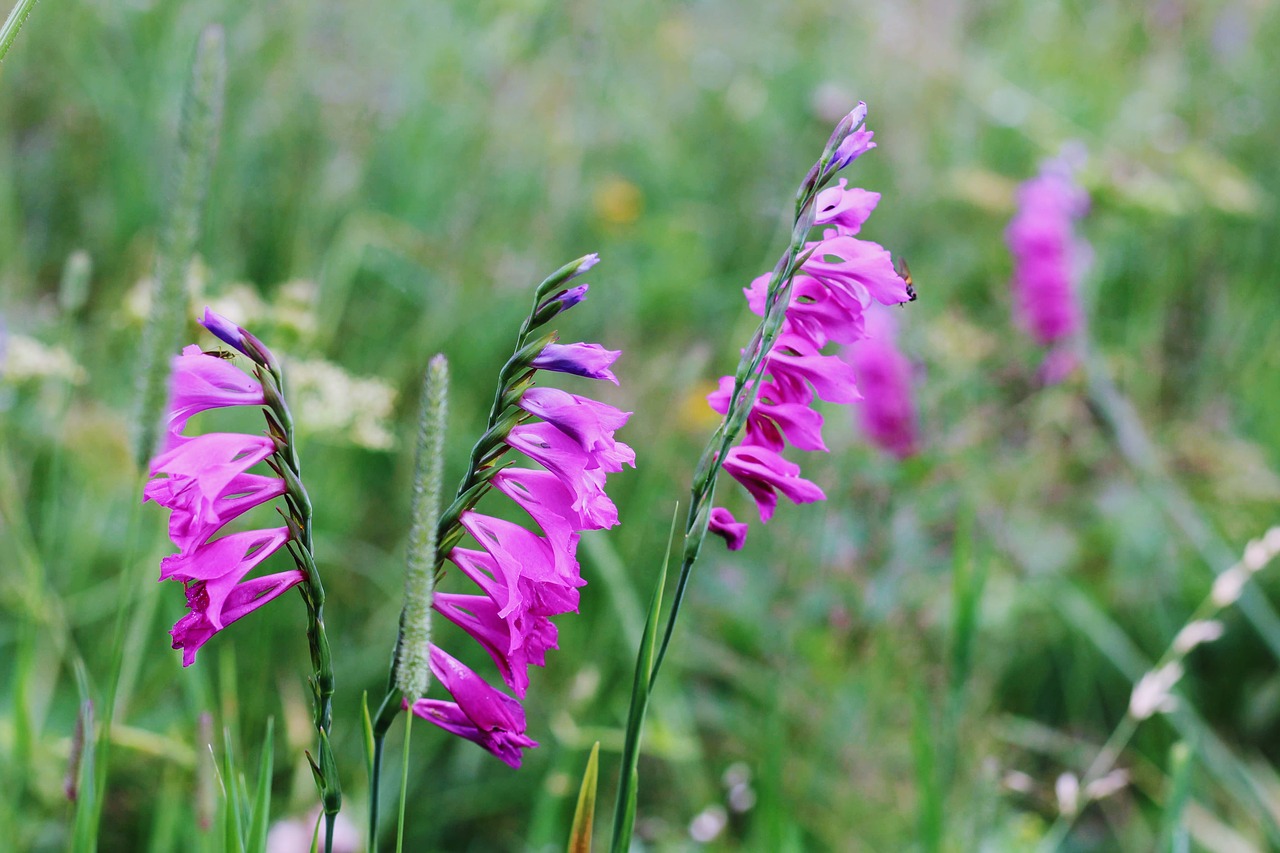 Kardelis Dachówkowaty,  Pobūdį,  Tatry,  Kalnai,  Lenkija,  Laukinių Kardelis,  Gladiola,  Meadow,  Vasara,  Rožinis