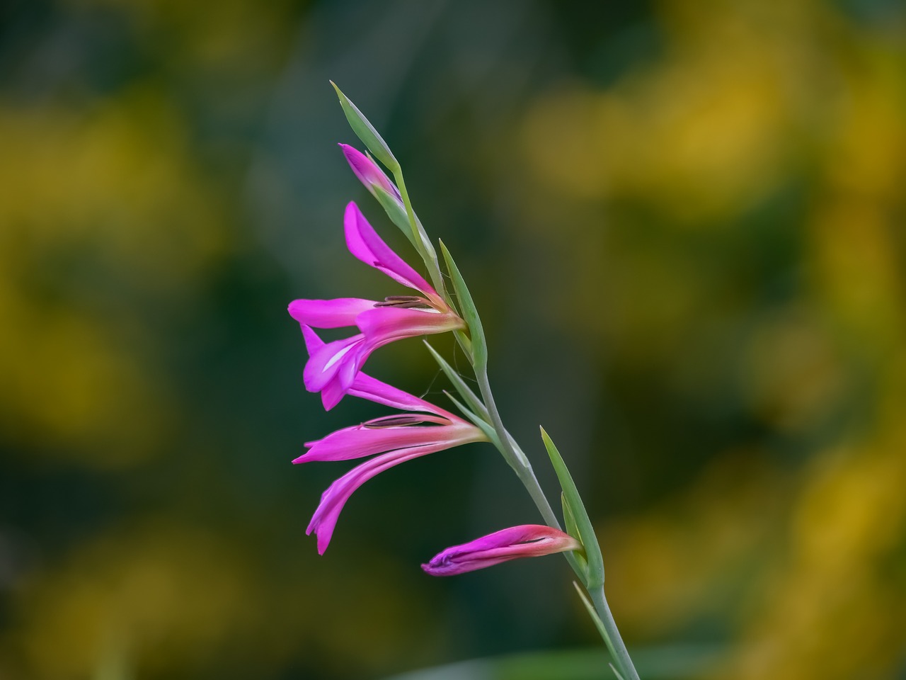 Gladiolus Italicus,  Paplitęs Kalavijas,  Wildflower,  Gamta,  Flora,  Gėlė,  Pavasaris,  Žiedas,  Violetinė,  Kipras