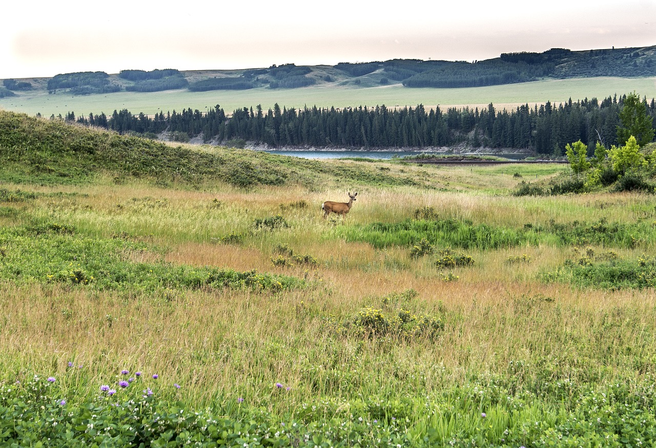 Glenbow Ranch Provincijos Parkas, Elnias, Parkas, Gamta, Gyvūnas, Laukiniai, Laukinė Gamta, Žolė, Žalias, Lauke