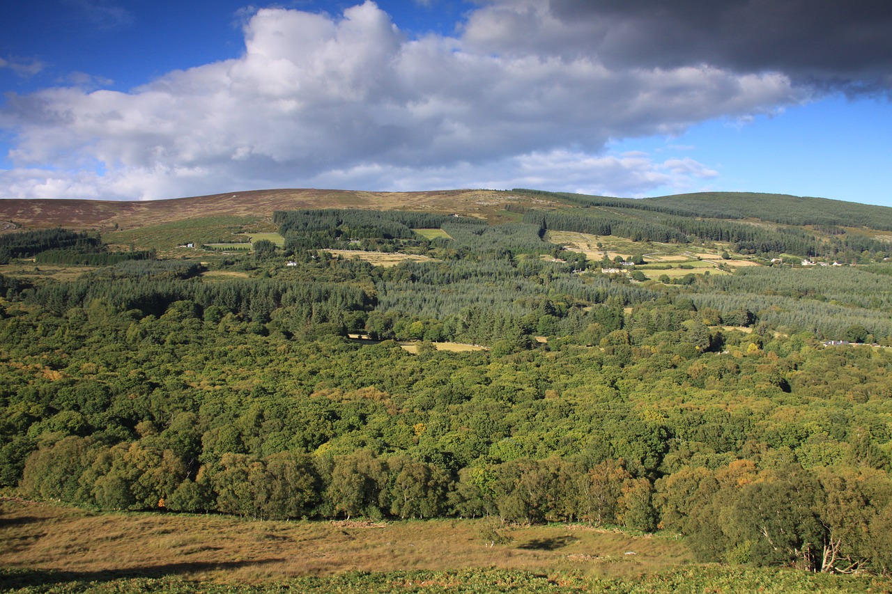 Glencree, Miškas, Wicklow, Airija, Gamta Ireland, Nemokamos Nuotraukos,  Nemokama Licenzija