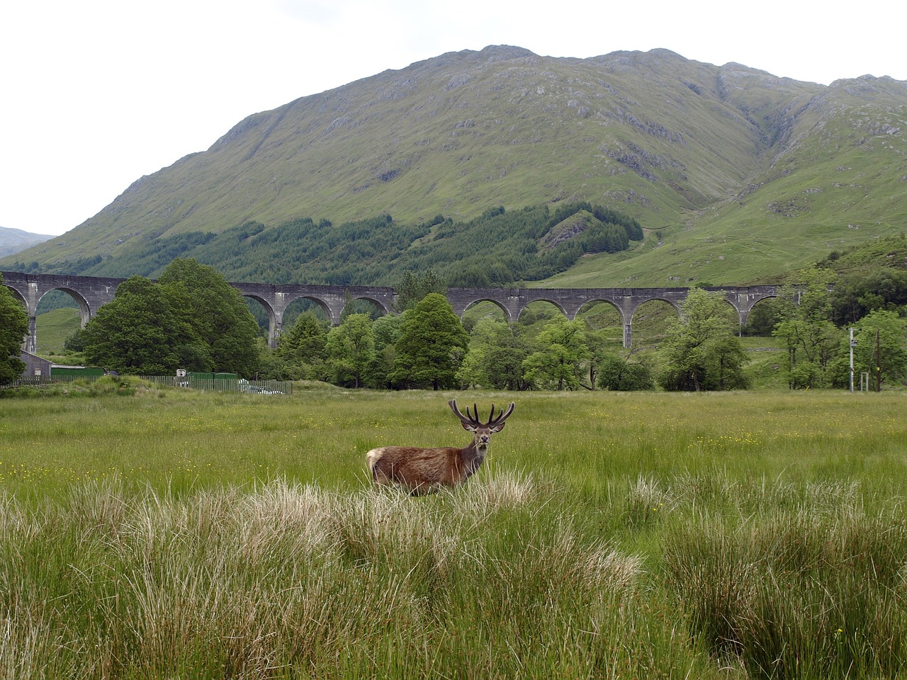 Glenfinnan, Viadukas, Hirsch, Geležinkelis, Škotija, Fort William, Haris Poteris, Kraštovaizdis, Gamta, Architektūra