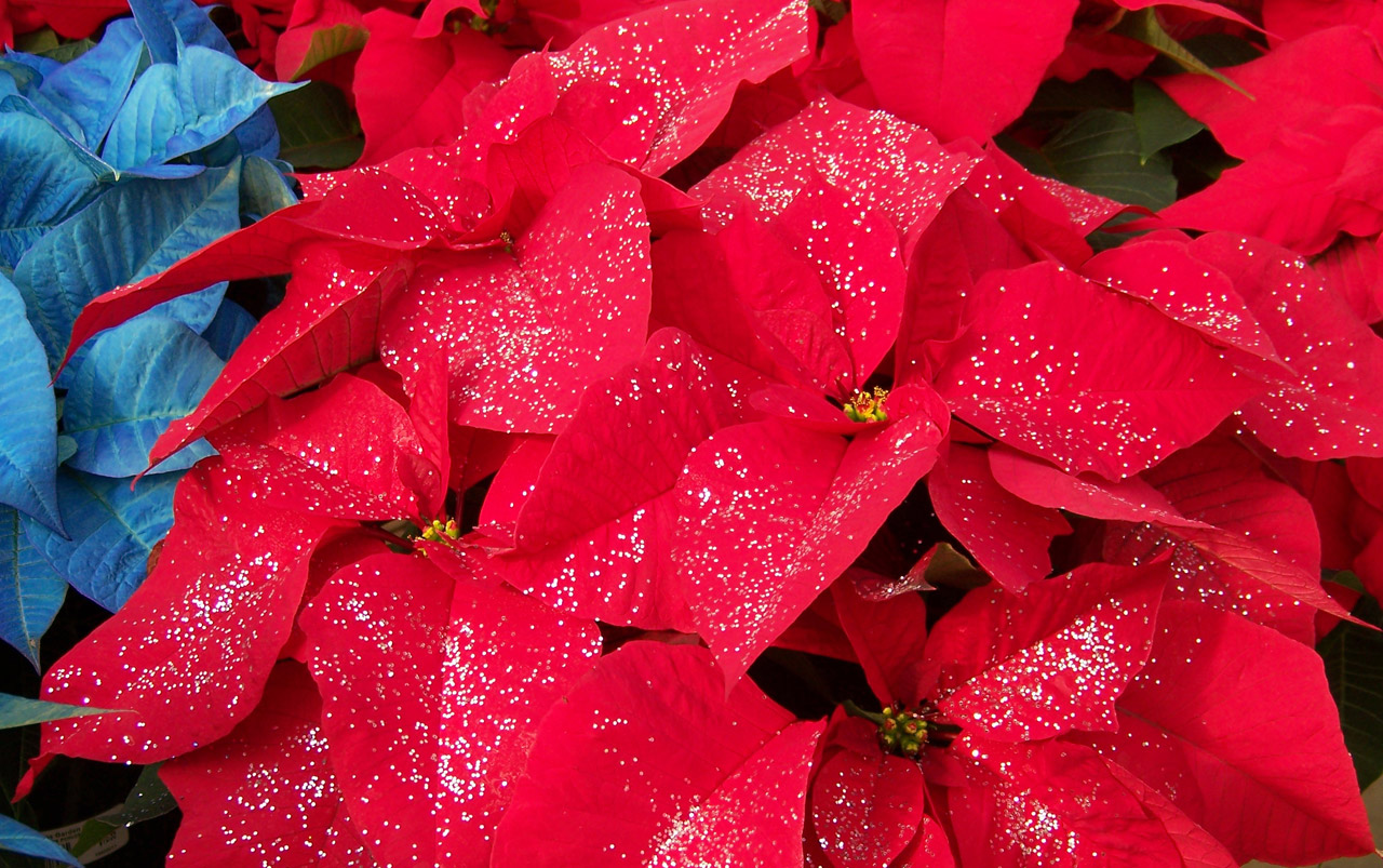 Poinsettias,  Gėlės,  Kalėdos,  Xmas,  Blizgučiai,  Blizgantys Poinsettias, Nemokamos Nuotraukos,  Nemokama Licenzija