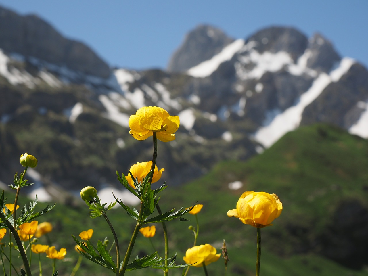 Gėlė, Gėlės, Geltona, Trollius Europaeus, Hahnenfußgewächs, Aukso Kapitula, Buttercup, Sviesto Rutulys, Anke Bollen, Budabinkerl