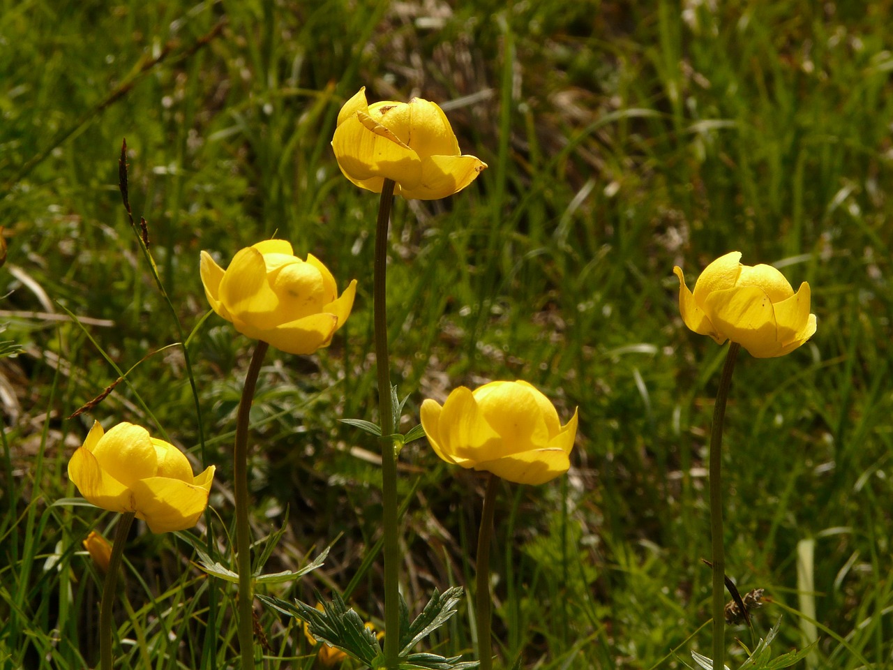 Gėlė, Hahnenfußgewächs, Alpių Gėlė, Geltona, Žiedas, Žydėti, Gėlė, Flora, Nemokamos Nuotraukos,  Nemokama Licenzija
