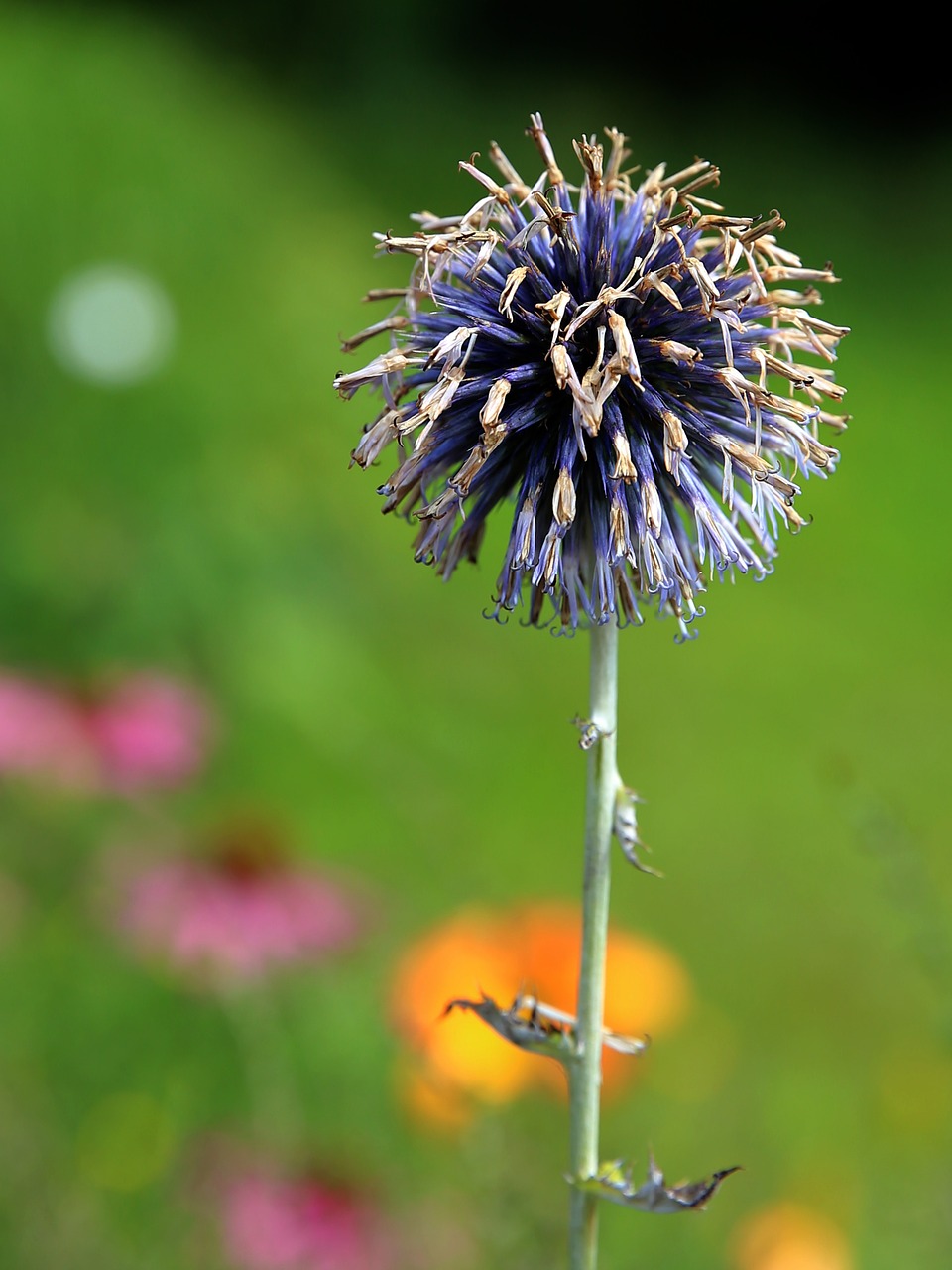 Globulaus Strėlė, Drakonas, Ruthenian Kugeldistel, Mėlynas, Echinops Ritro, Echinops, Sferinis, Gėlės, Augalas, Flora