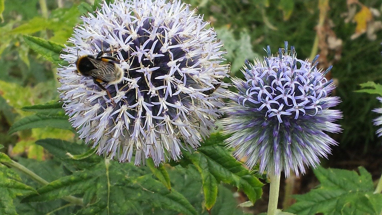 Globulaus Strėlė, Bičių, Gėlė, Vabzdys, Apdulkinimas, Nektaras, Drakonas, Violetinė, Gėlės, Nemokamos Nuotraukos