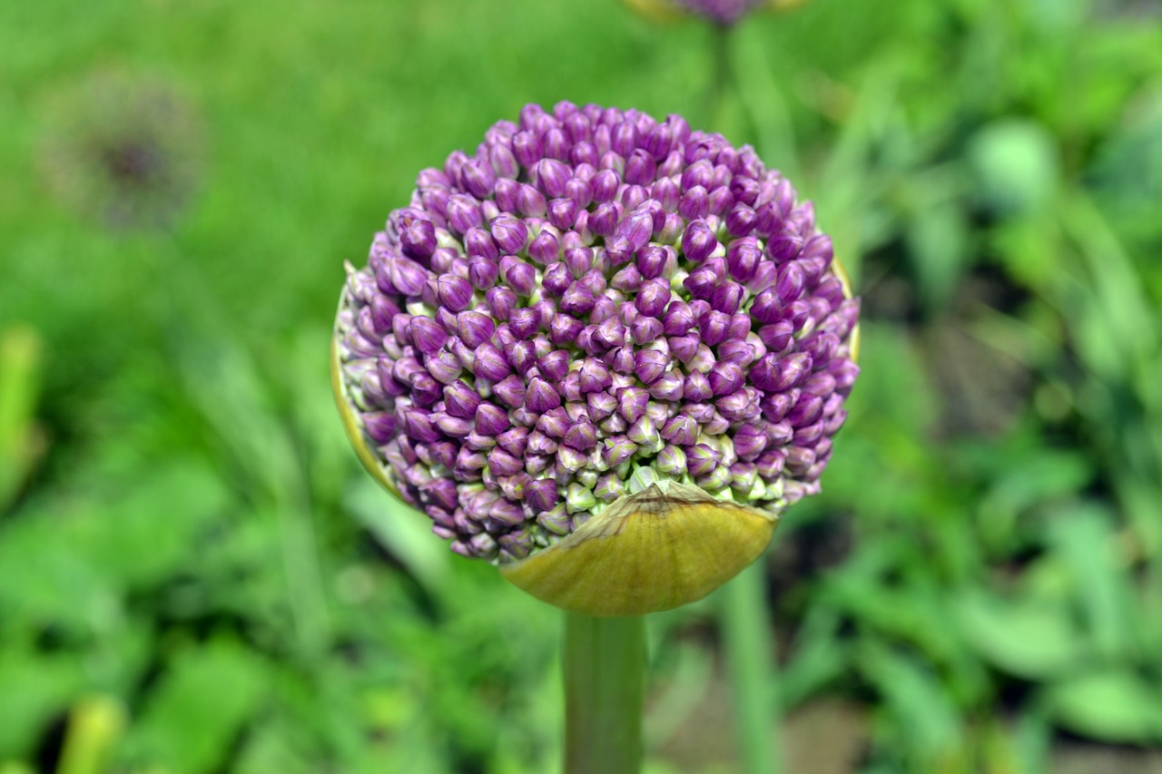 Globulaus Strėlė, Gėlė, Makro, Uždaryti, Žiedas, Žydėti, Gėlių Galva, Nemokamos Nuotraukos,  Nemokama Licenzija