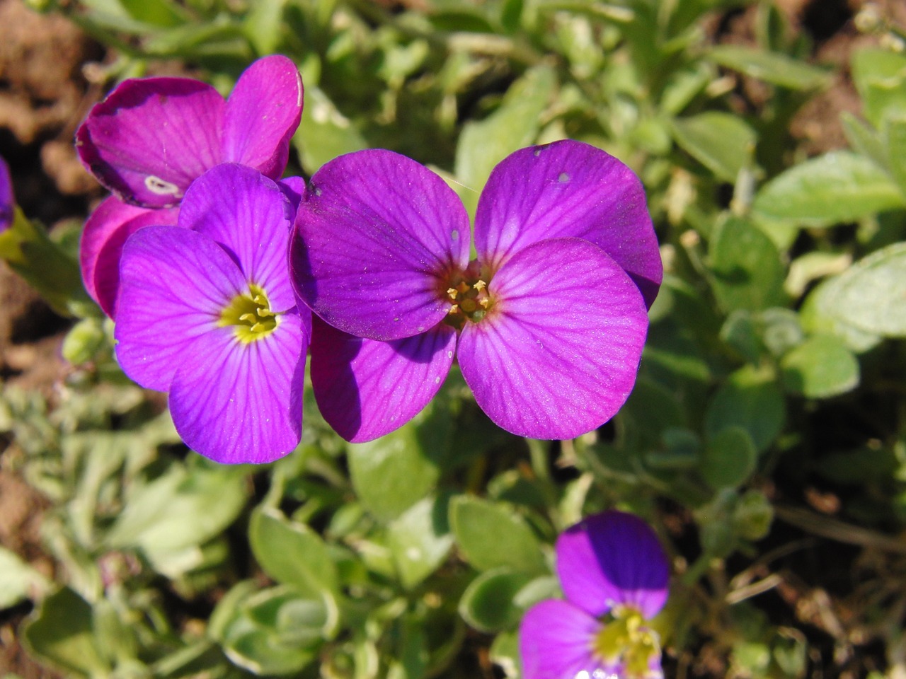 Glockenbume, Gėlė, Žiedas, Žydėti, Violetinė, Violetinė, Nemokamos Nuotraukos,  Nemokama Licenzija