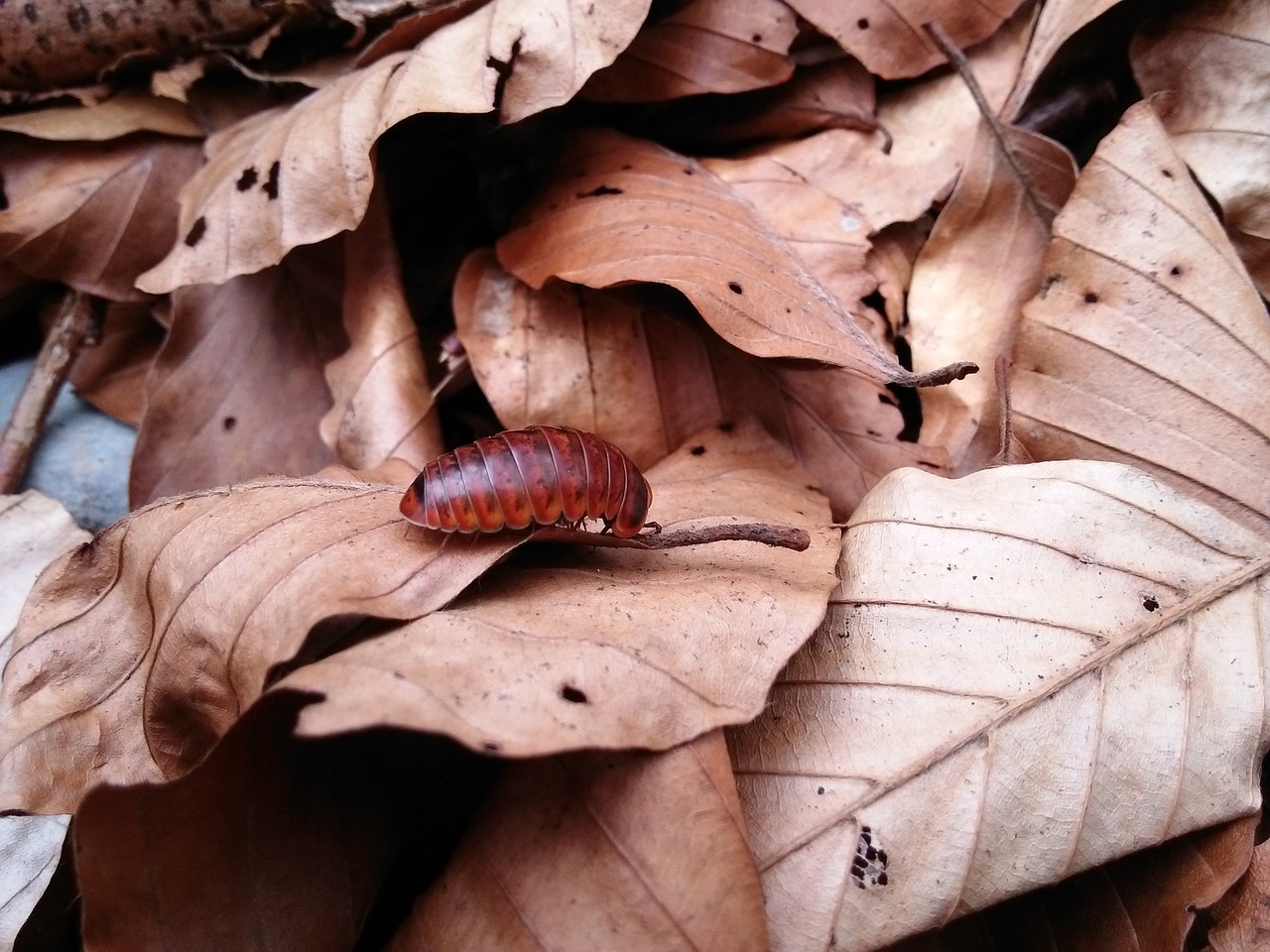 Glomeras Marginata, Miško Lapai, Ruduo, Nemokamos Nuotraukos,  Nemokama Licenzija