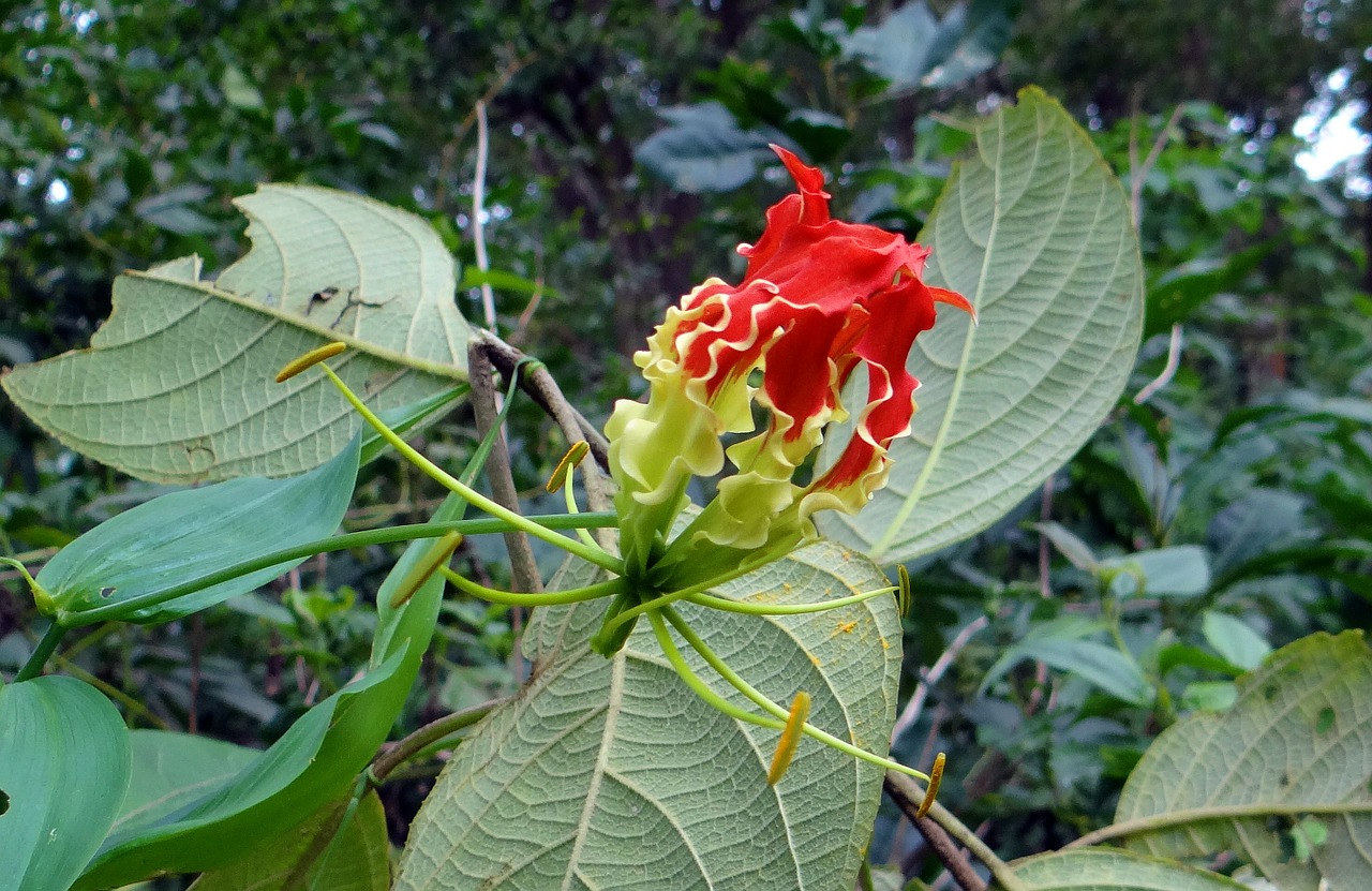 Šlovės Lelija, Gėlė, Raudona, Raudona, Gloriosa, Kolchicaceae, Liepsna Lelija, Gaisrinė Lelija, Gloriosa Lelija, Puiki Lelija