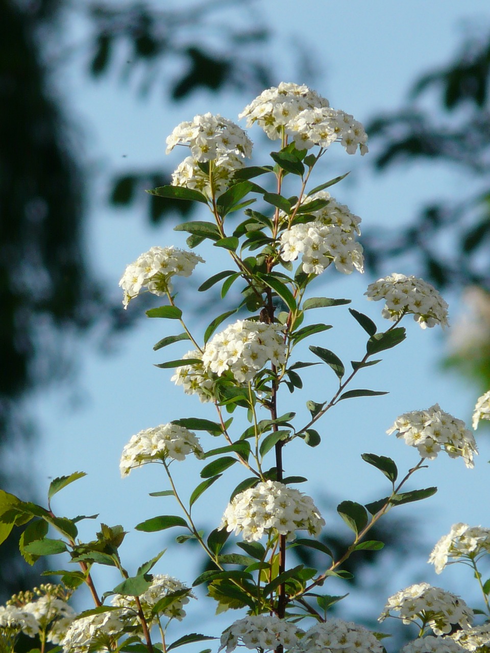 Šlovės Spierstrauch, Gėlės, Balta, Spiraea X Vanhouttei, Spierstrauch, Spiraea, Žiedynas, Dekoratyvinis Krūmas, Nemokamos Nuotraukos,  Nemokama Licenzija