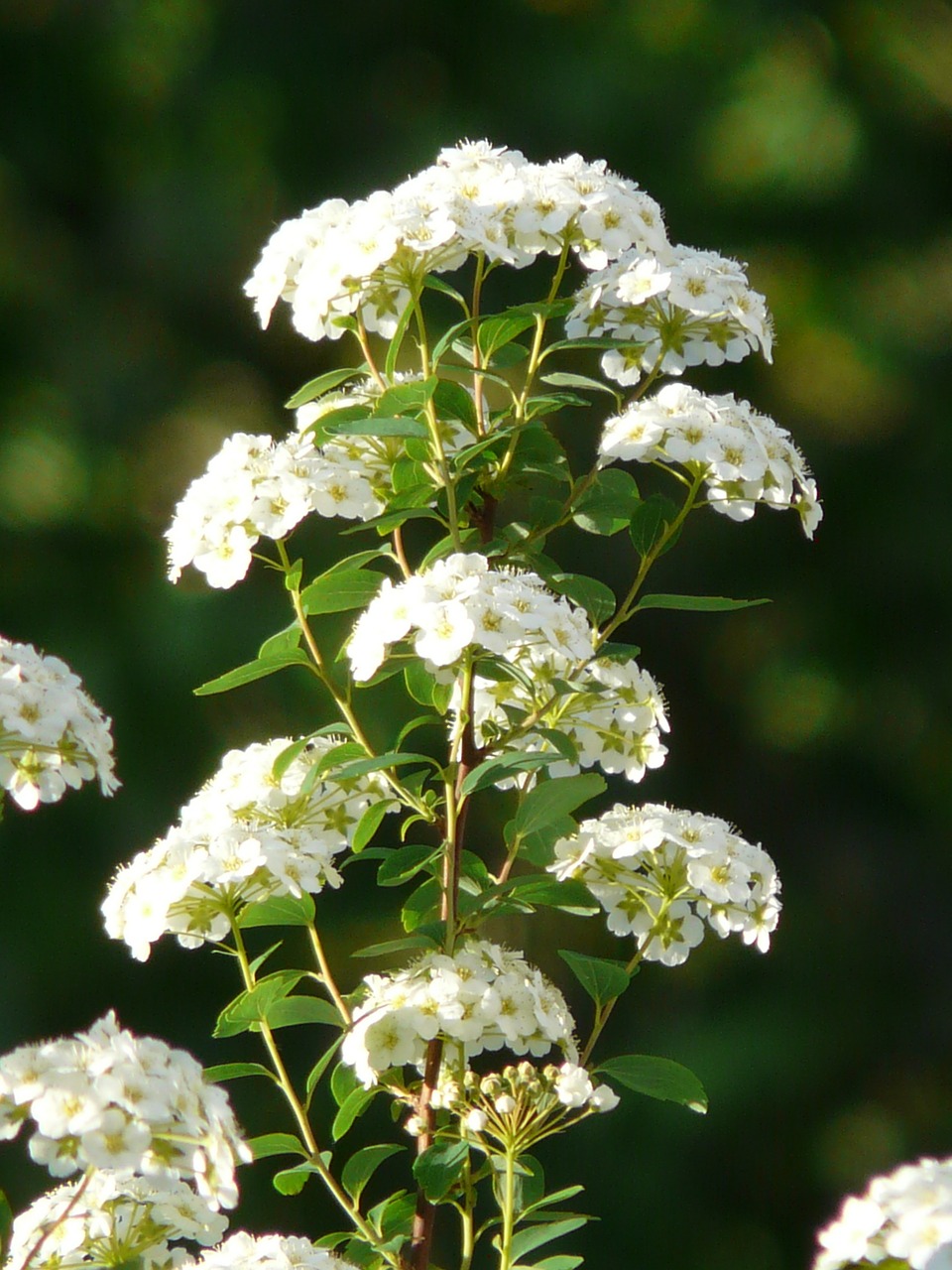 Šlovės Spierstrauch, Gėlės, Balta, Spiraea X Vanhouttei, Spierstrauch, Spiraea, Žiedynas, Dekoratyvinis Krūmas, Nemokamos Nuotraukos,  Nemokama Licenzija