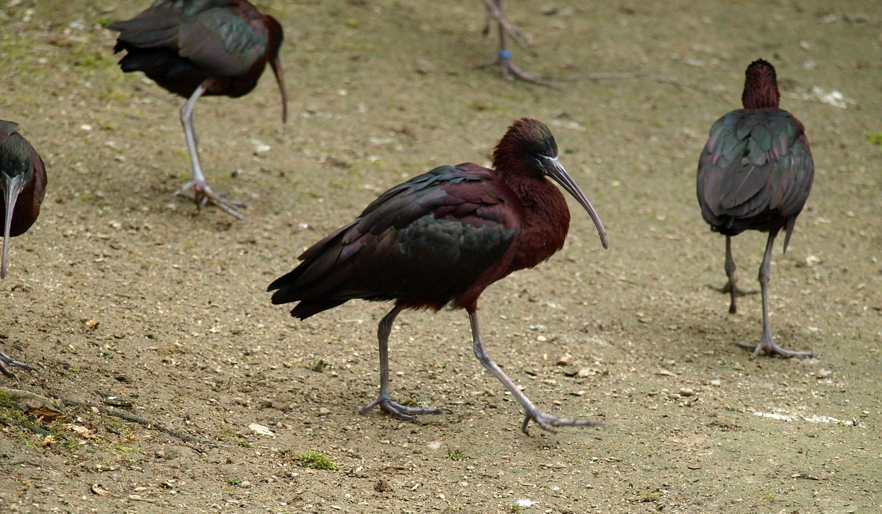 Blizgus Ibis, Paukštis, Sąskaitą, Plegadis Falcinellus, Nemokamos Nuotraukos,  Nemokama Licenzija